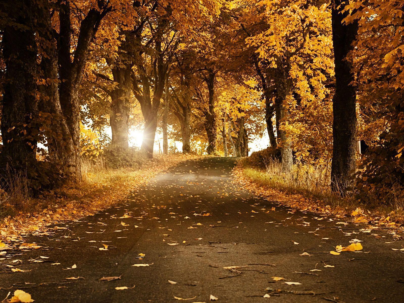 Fall Desktop Wallpapers and Backgrounds › Findorget