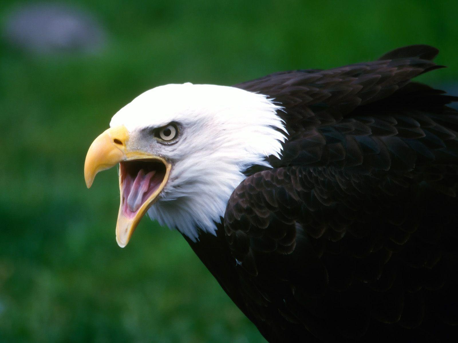 Eagle wallpapers