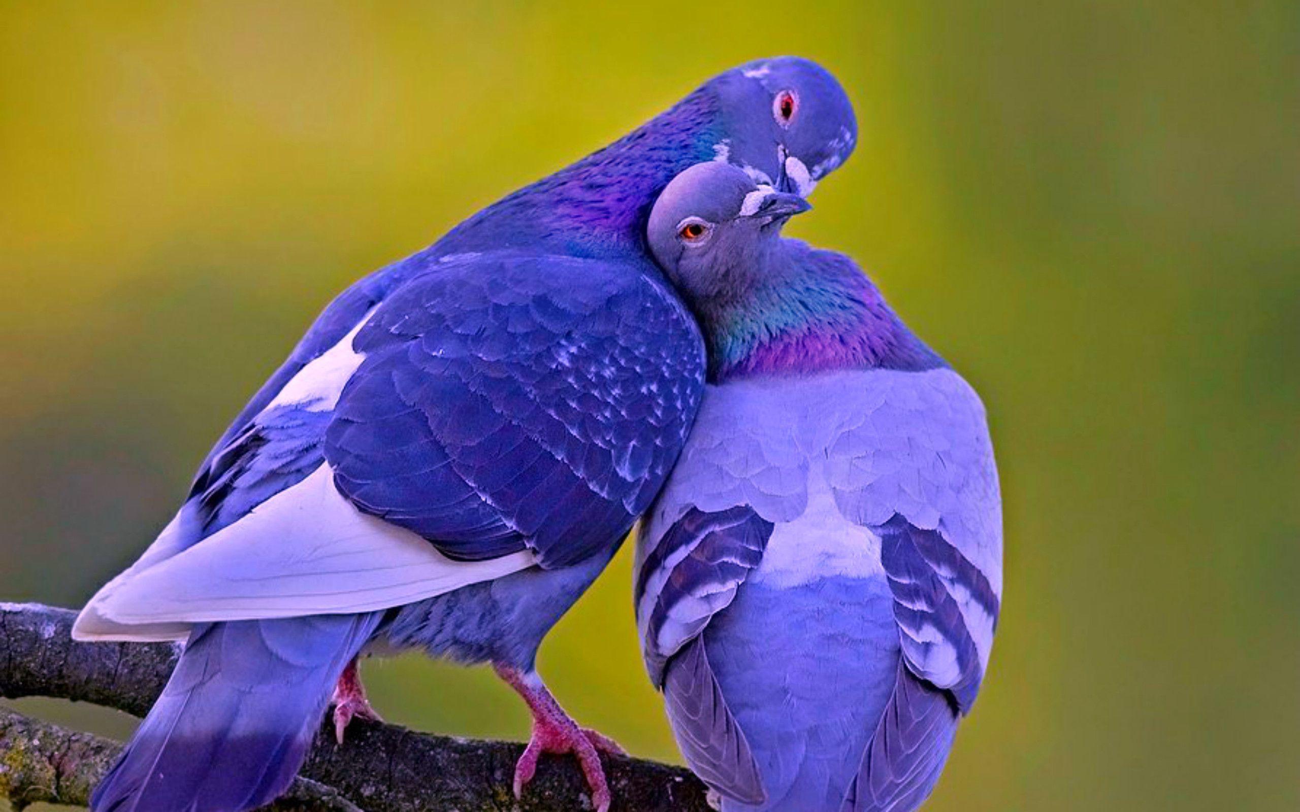 Image For > Love Birds Image Wallpapers
