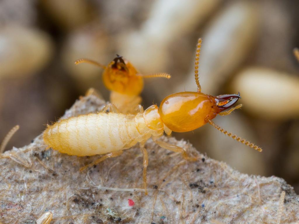 Best 55+ Termite Wallpapers on HipWallpapers