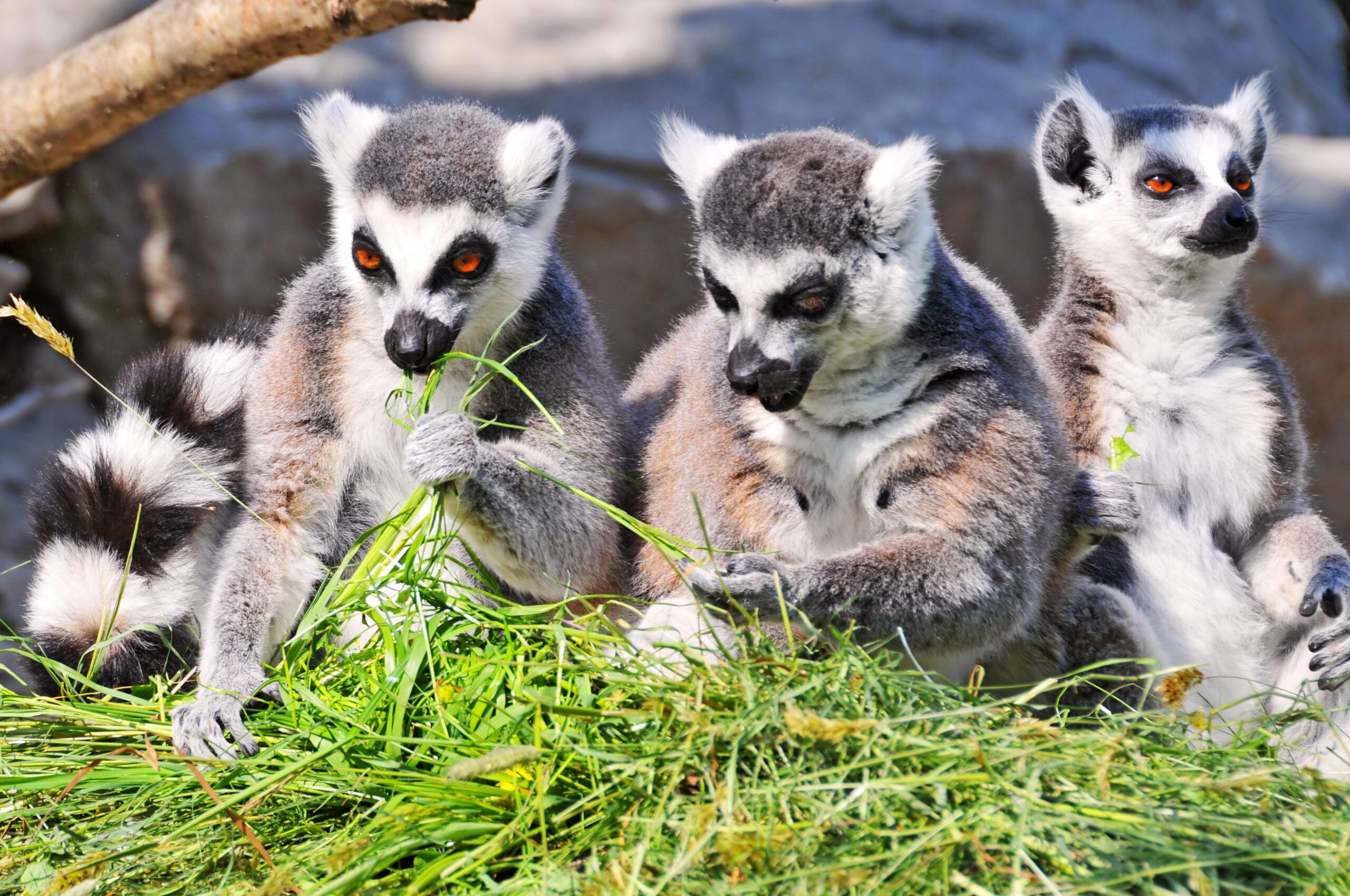 Cute Lemurs Full HD Wallpapers