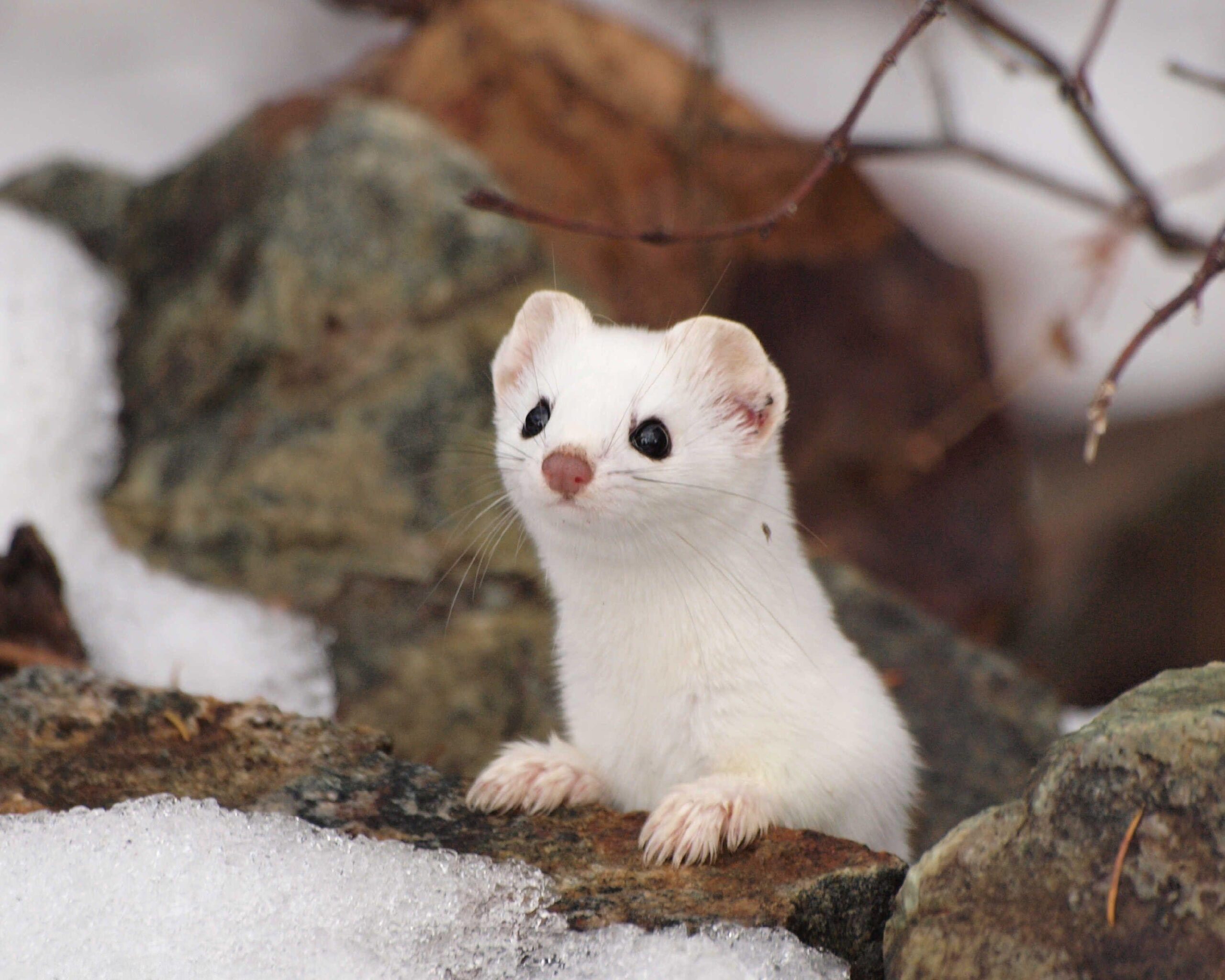 34+] Stoat Wallpapers