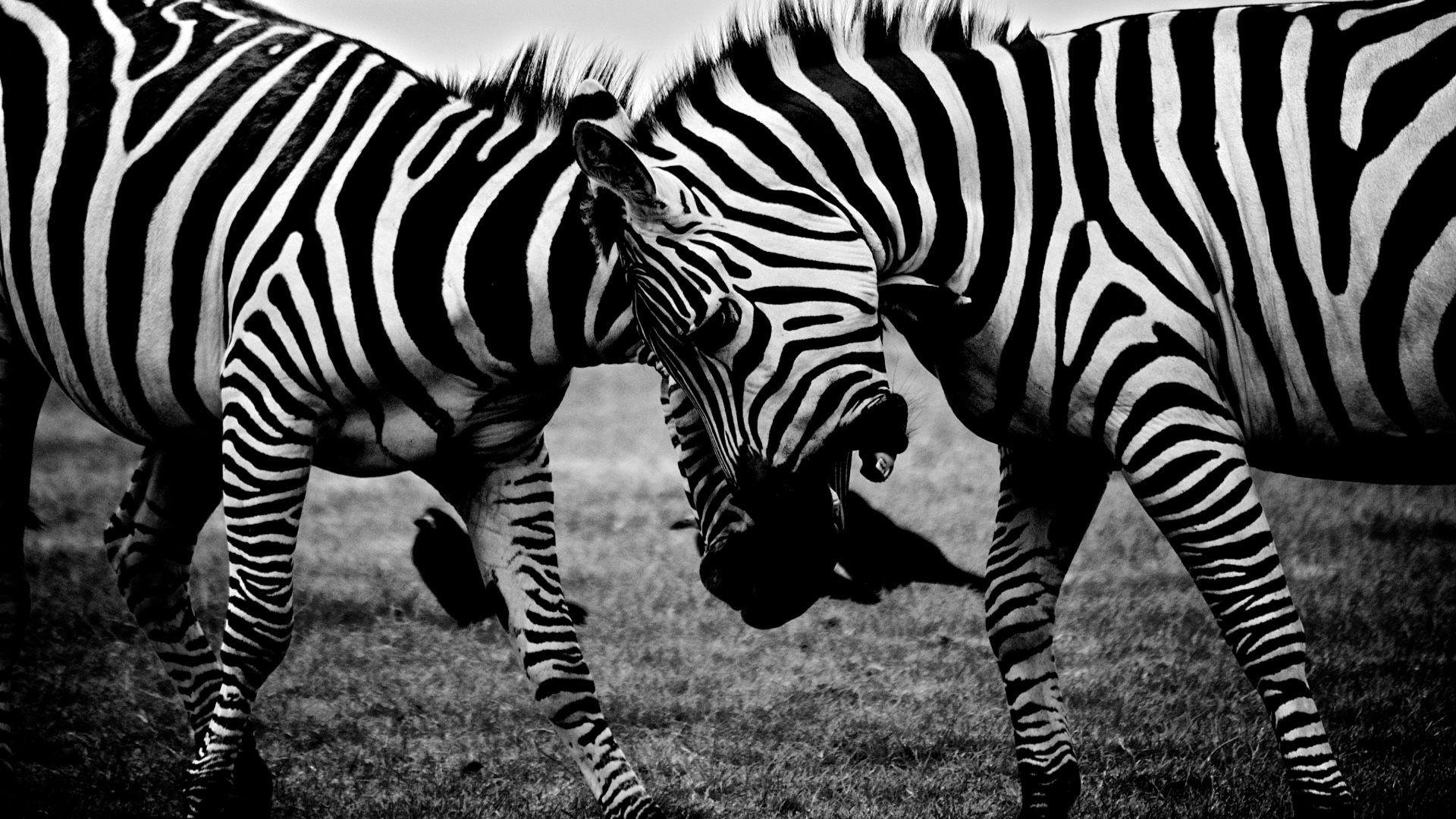 Animals > Zebras Covers, Wallpapers and Backgrounds on MobDecor