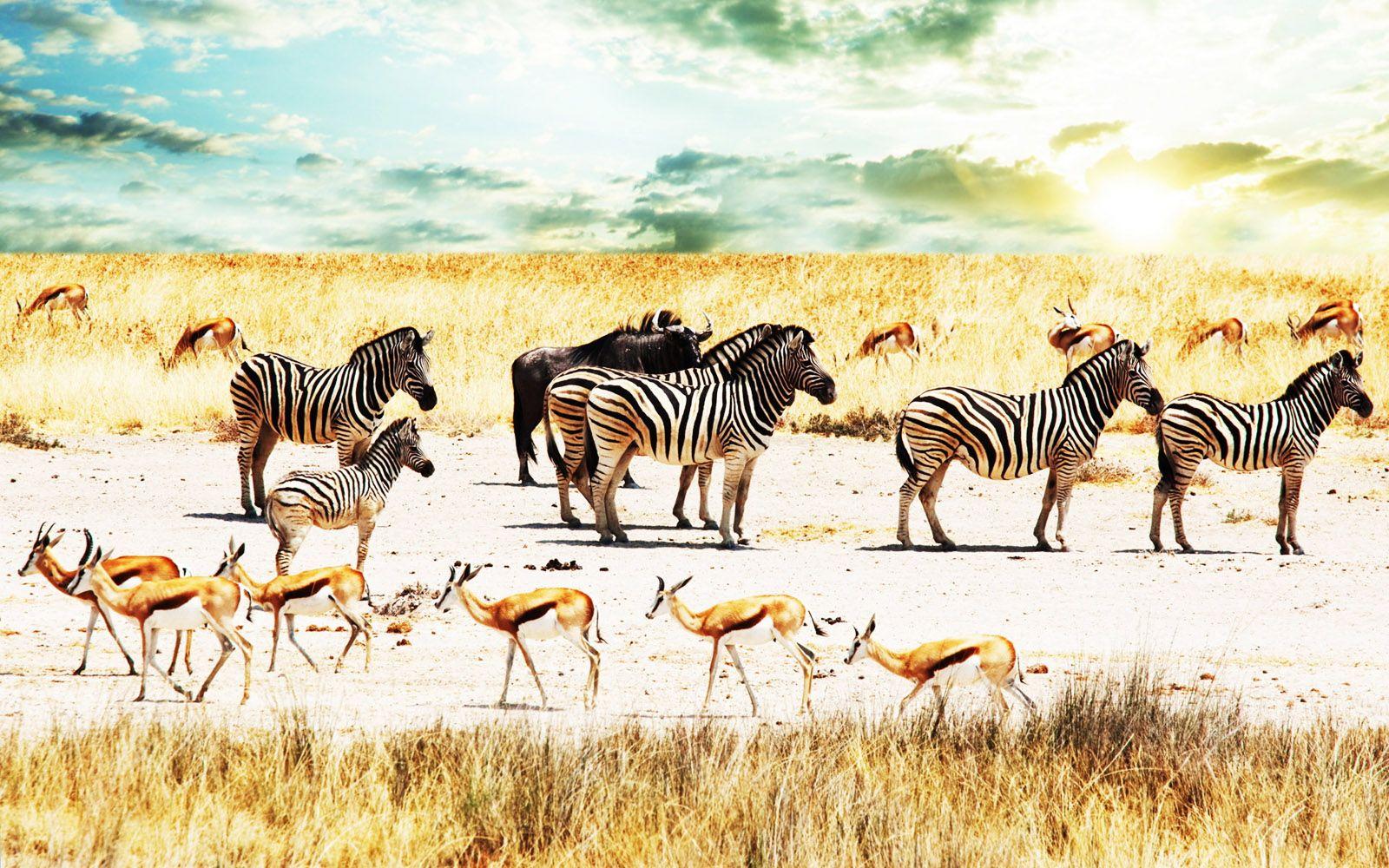 Central Wallpaper: Colors of Nature Zebras HD Wallpapers