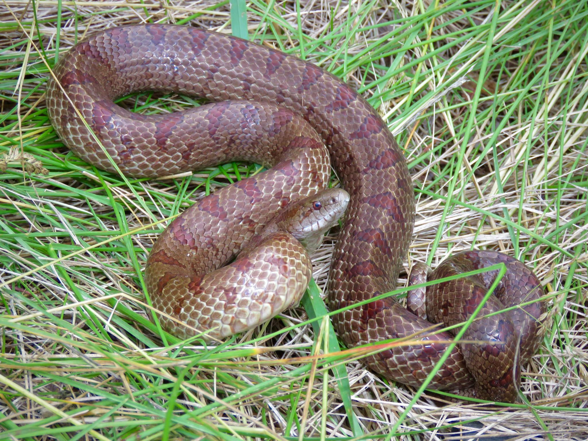 Maryland Biodiversity Project