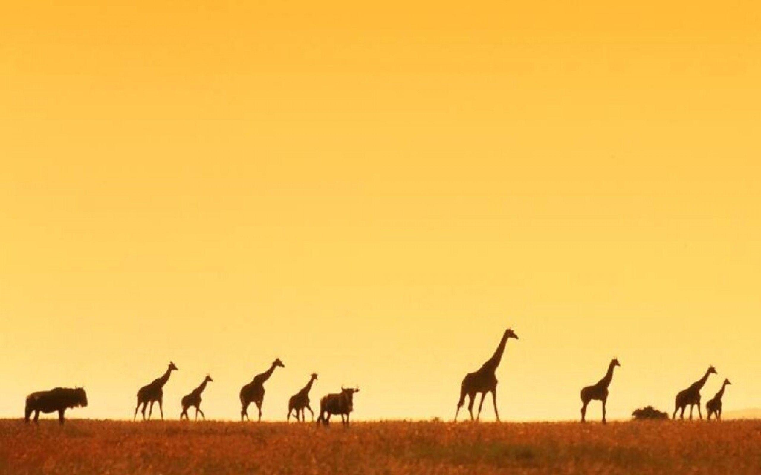 giraffe africa wallpapers