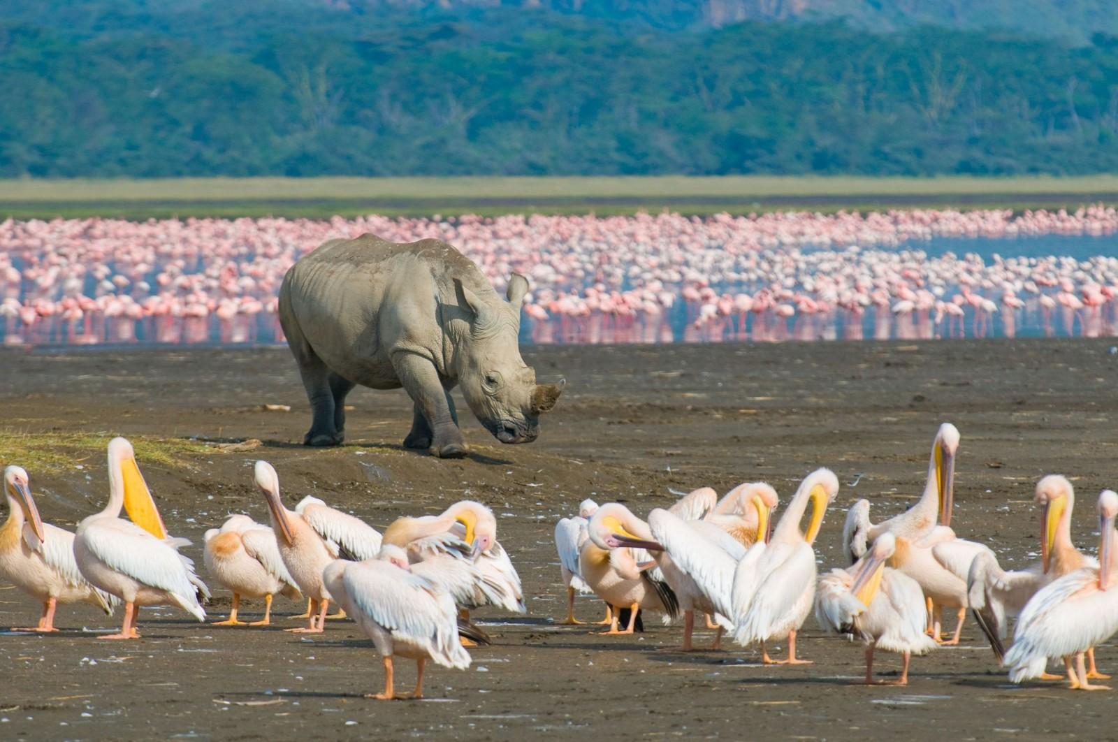 5 Days Maasai Mara/Lake Nakuru