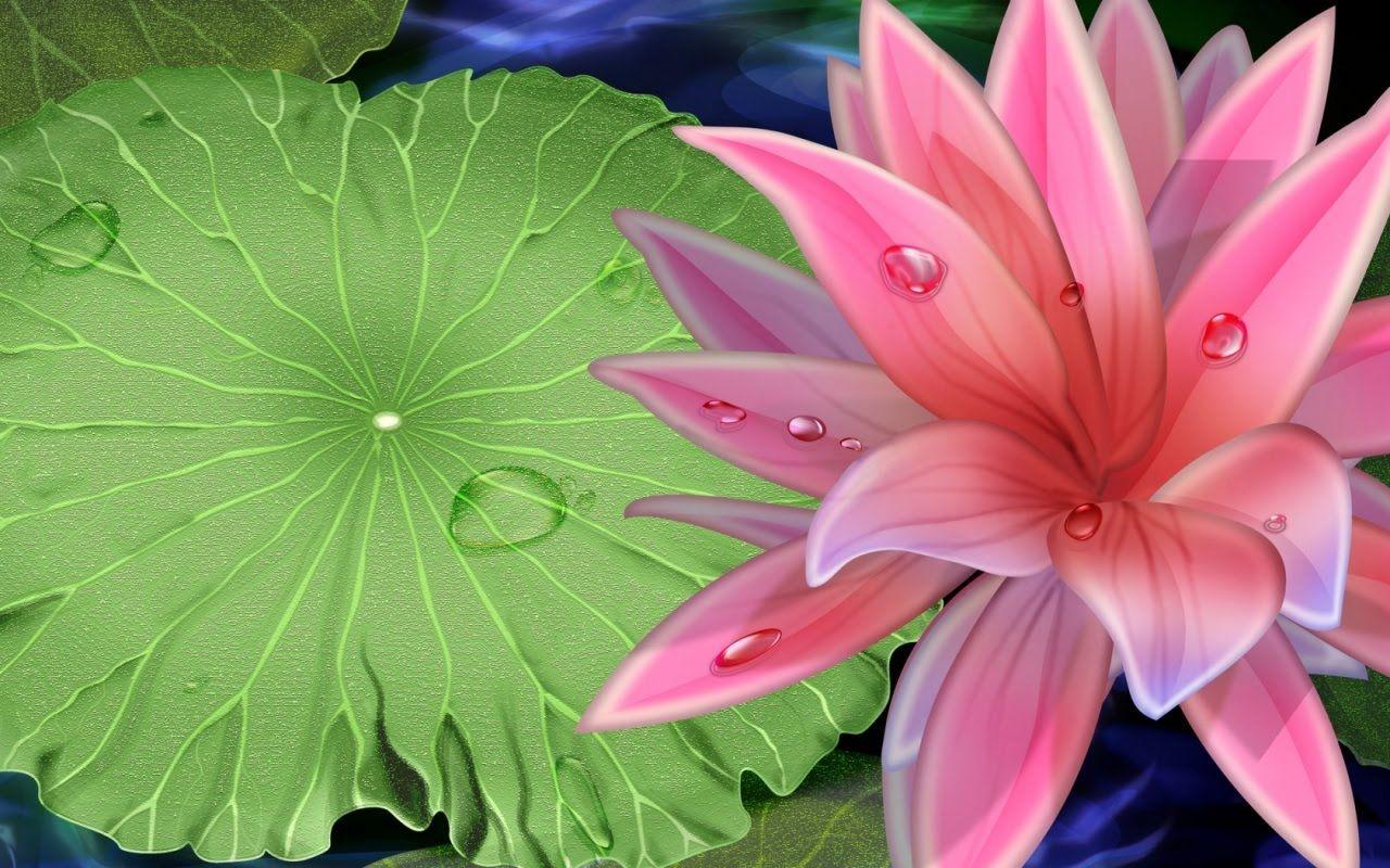 Pink Beauty Lotus Flower Desktop Wallpapers Download Free