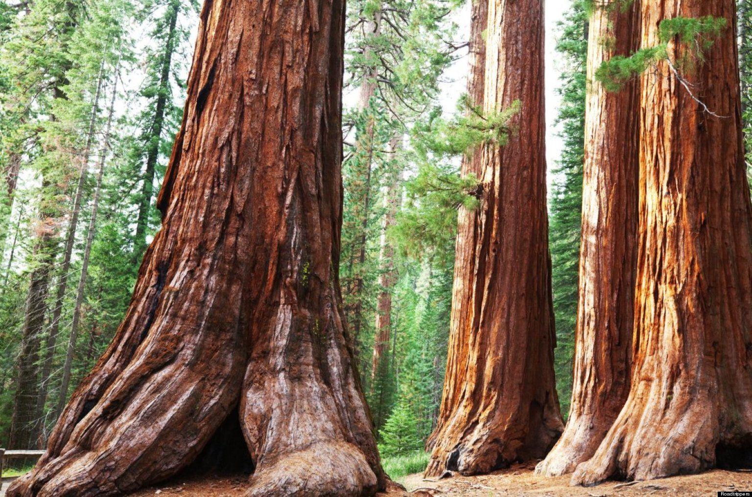 40+ Best HD Sequoia National Park Wallpapers