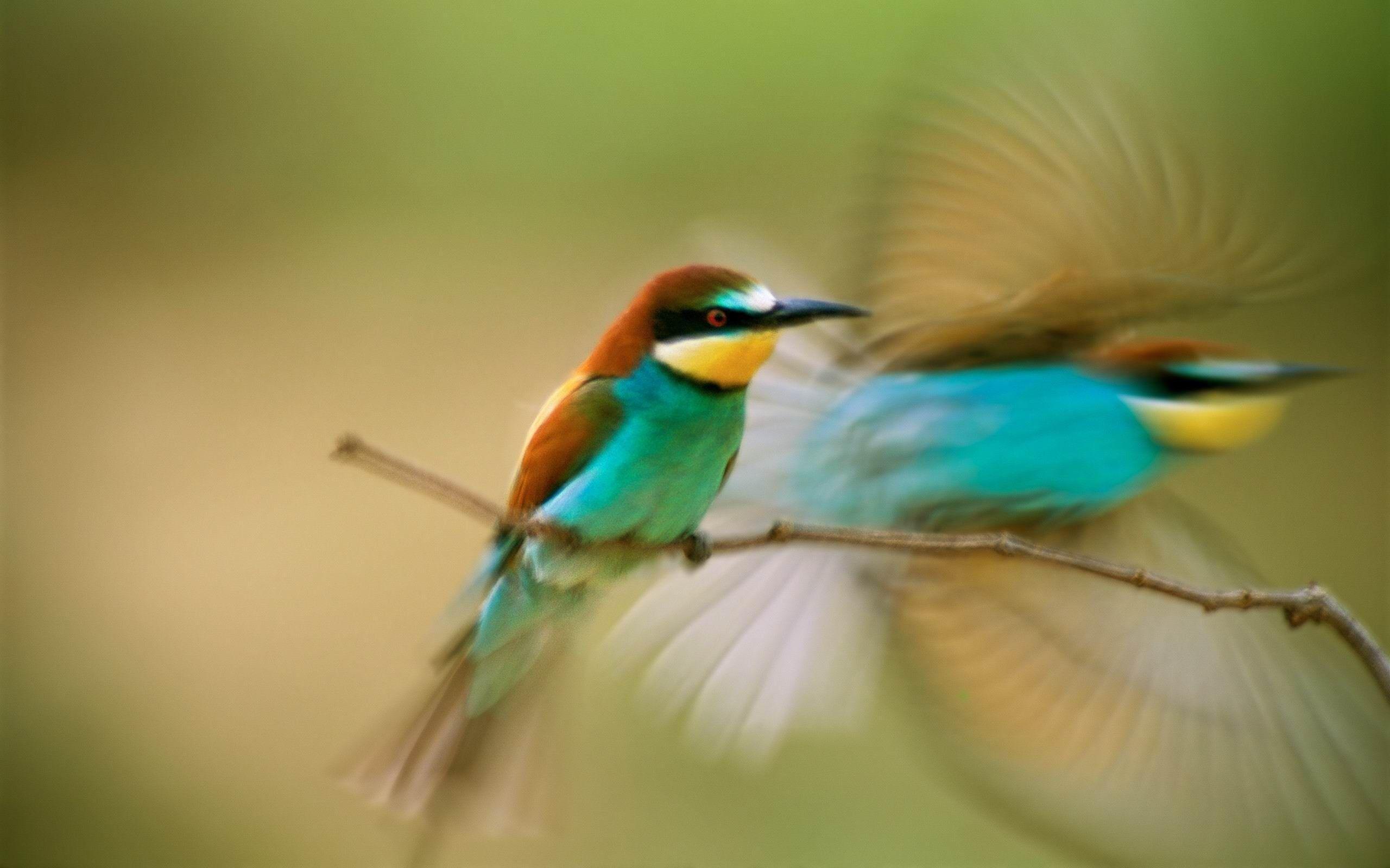 Wallpapers For > Hummingbird Wallpapers Widescreen