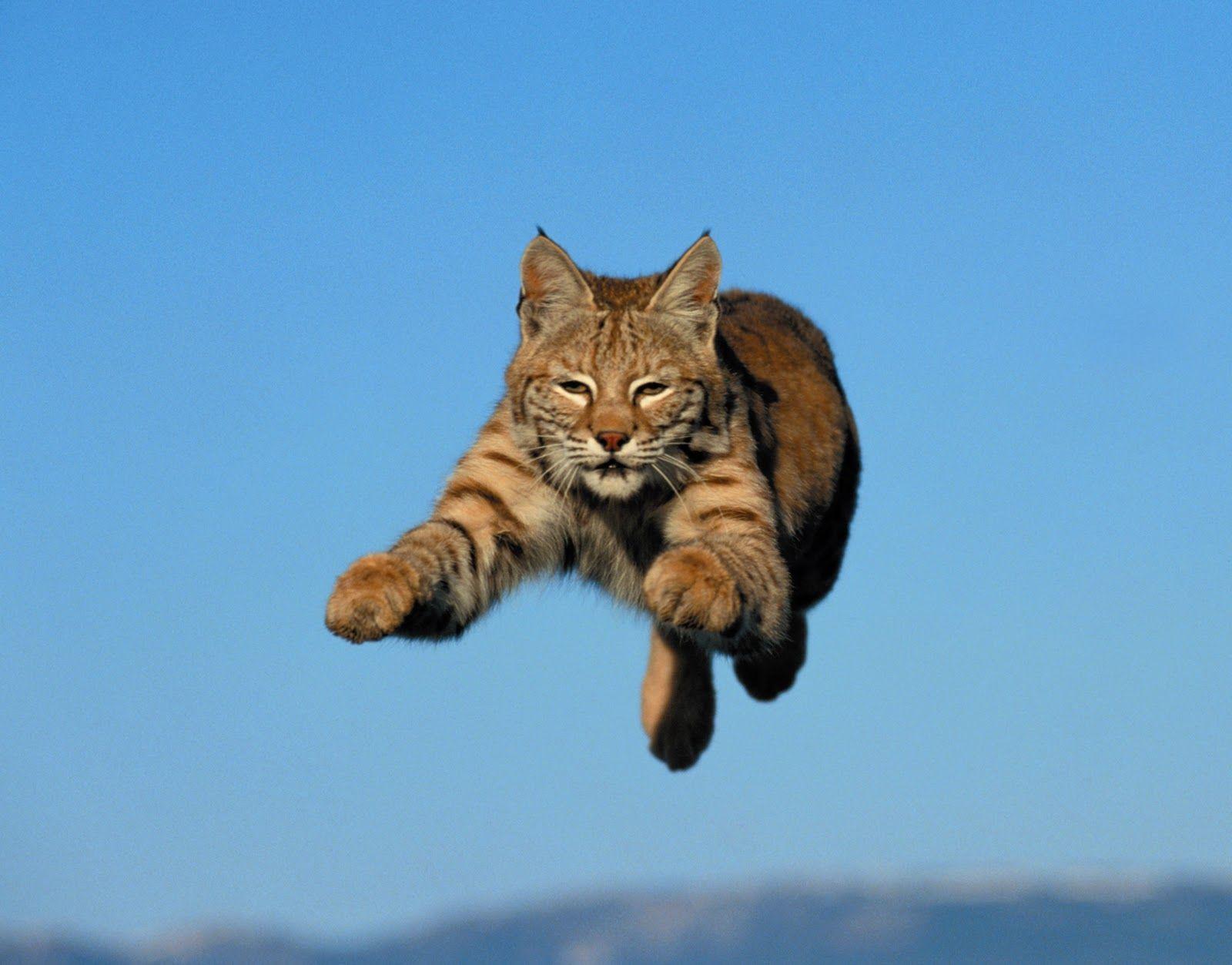 Bobcat wallpapers, Animal, HQ Bobcat pictures