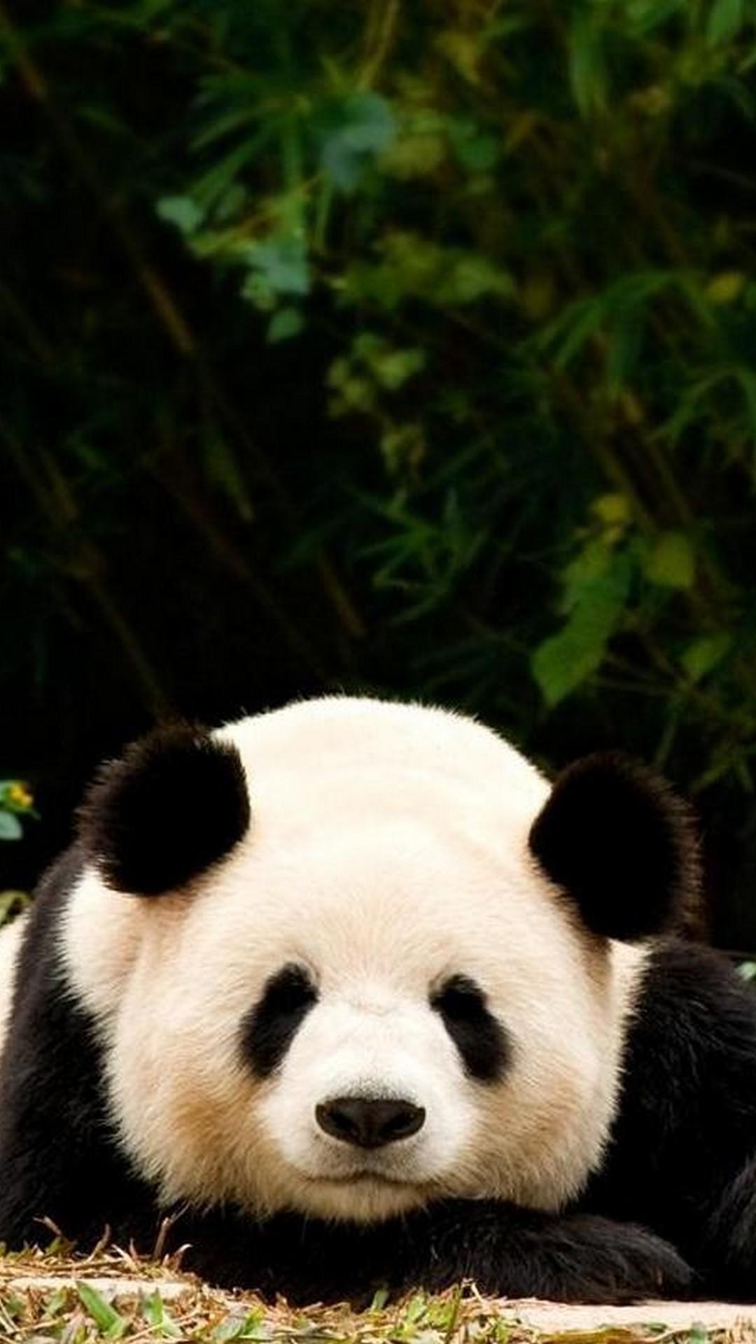 Giant Panda HD Wallpapers for Android