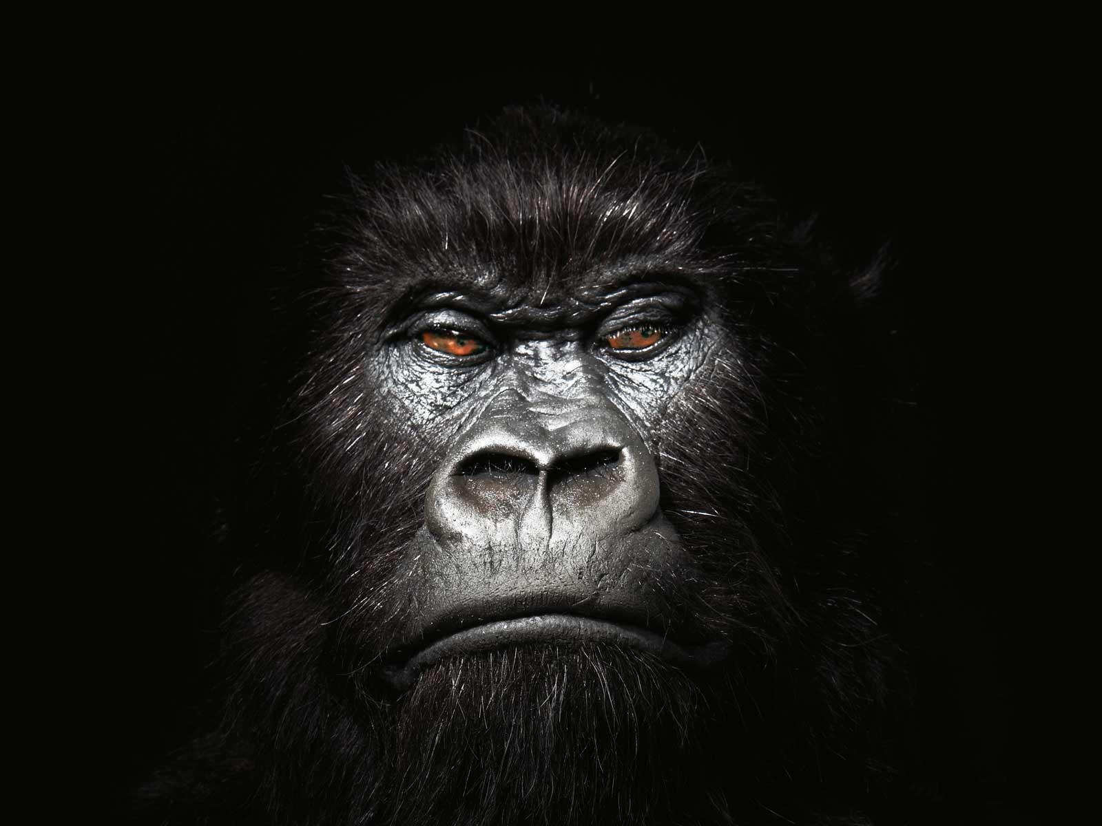 Gorilla Wallpapers 20