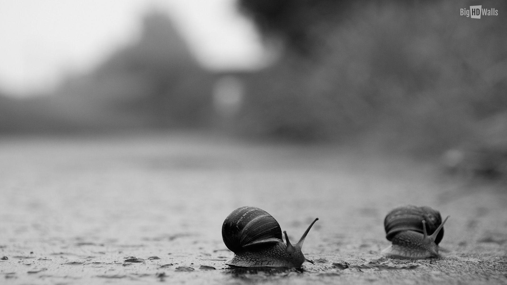 Snails crossing road in the rain HD Wallpapers