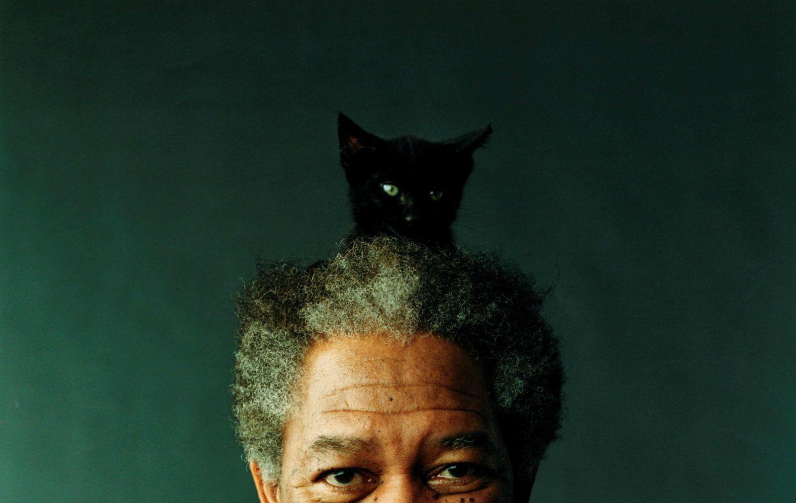 Morgan Freeman Cat Hat : wallpapers