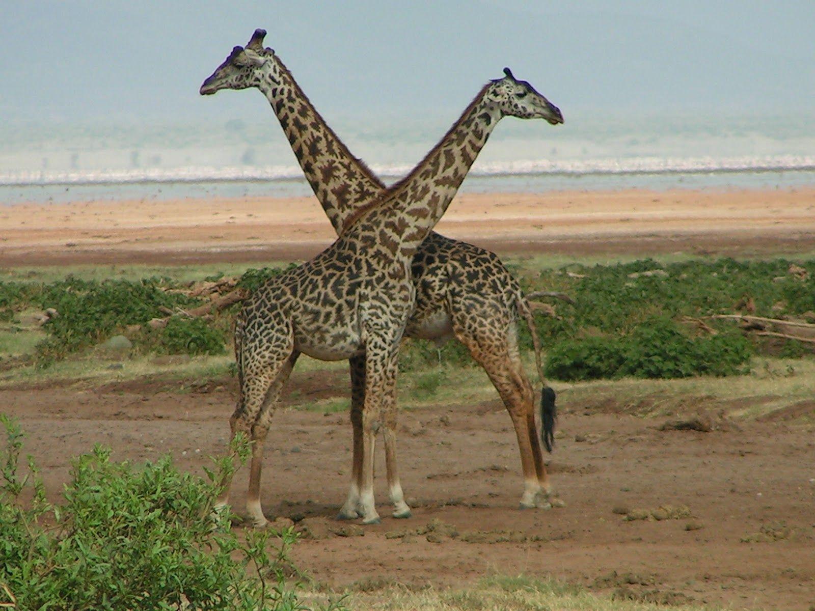 Nature Wallpapers: Giraffe