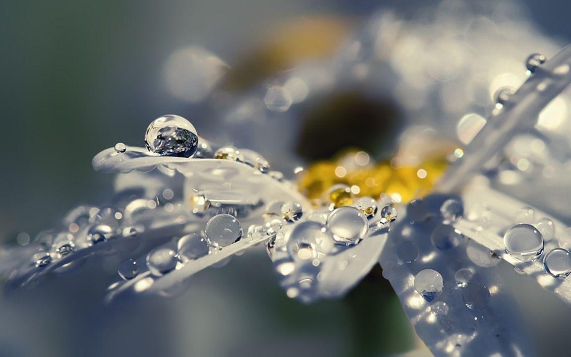 Bubbles of Water on White Daisy widescreen wallpapers