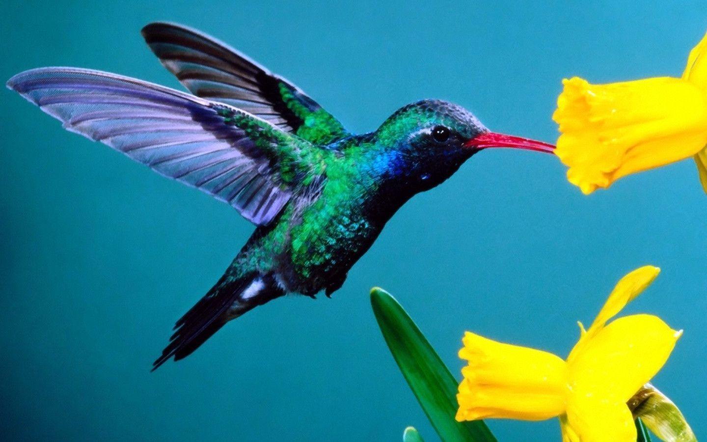 Hummingbirds HD Wallpapers