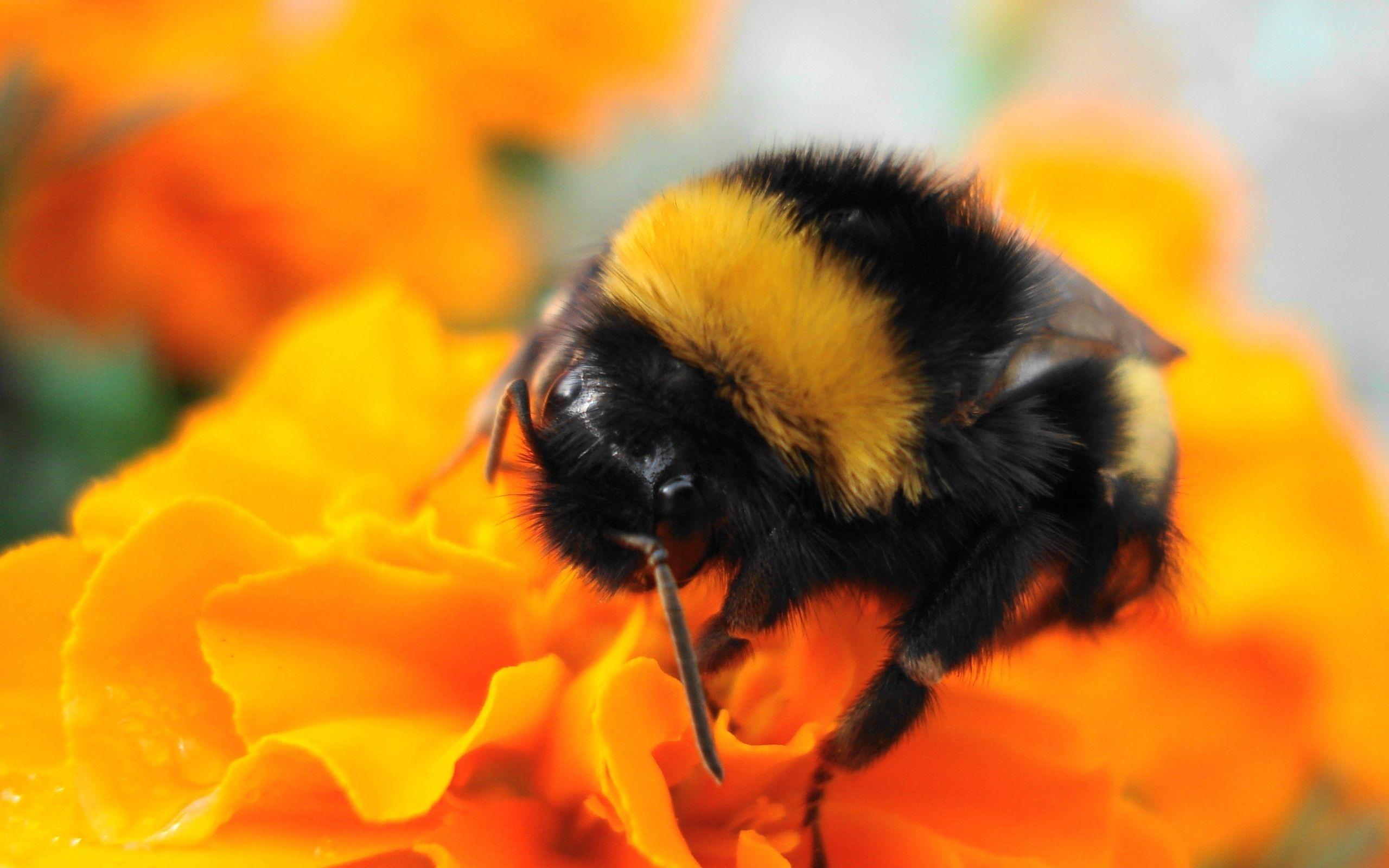 Honey Bee On Flower