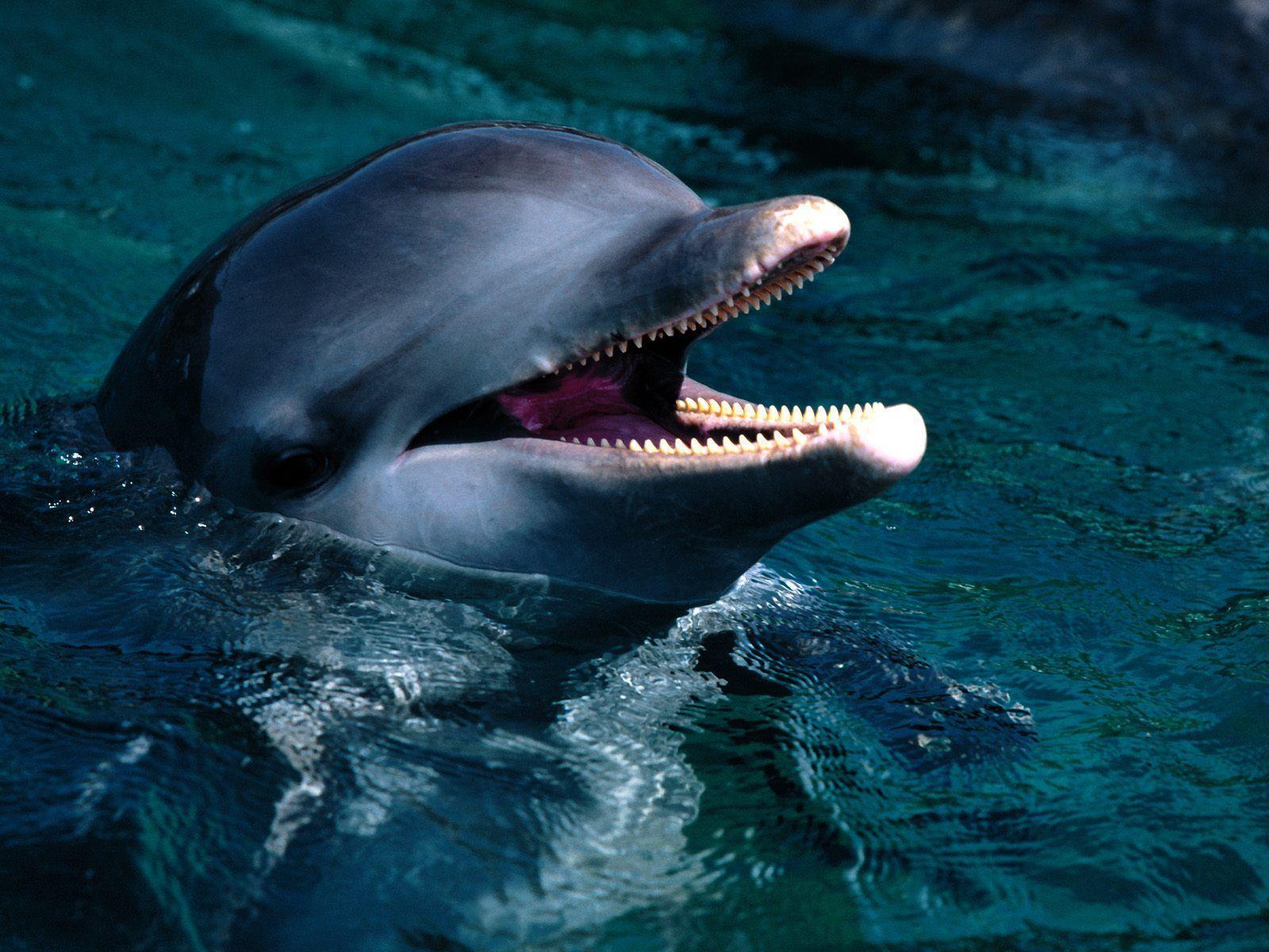 Free Dolphin Wallpaper, Screensavers, Pictures, Videos and Site