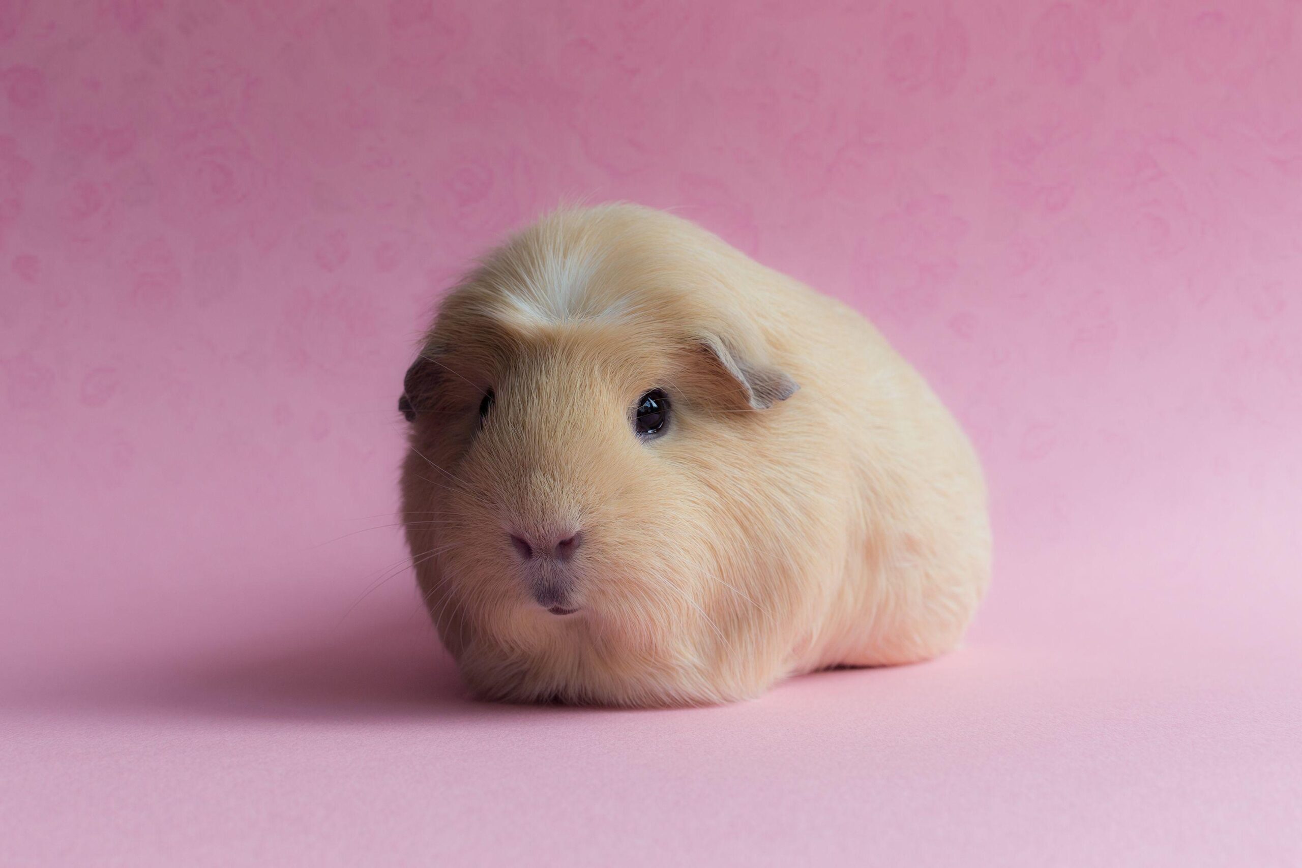 Guinea Pig Wallpapers