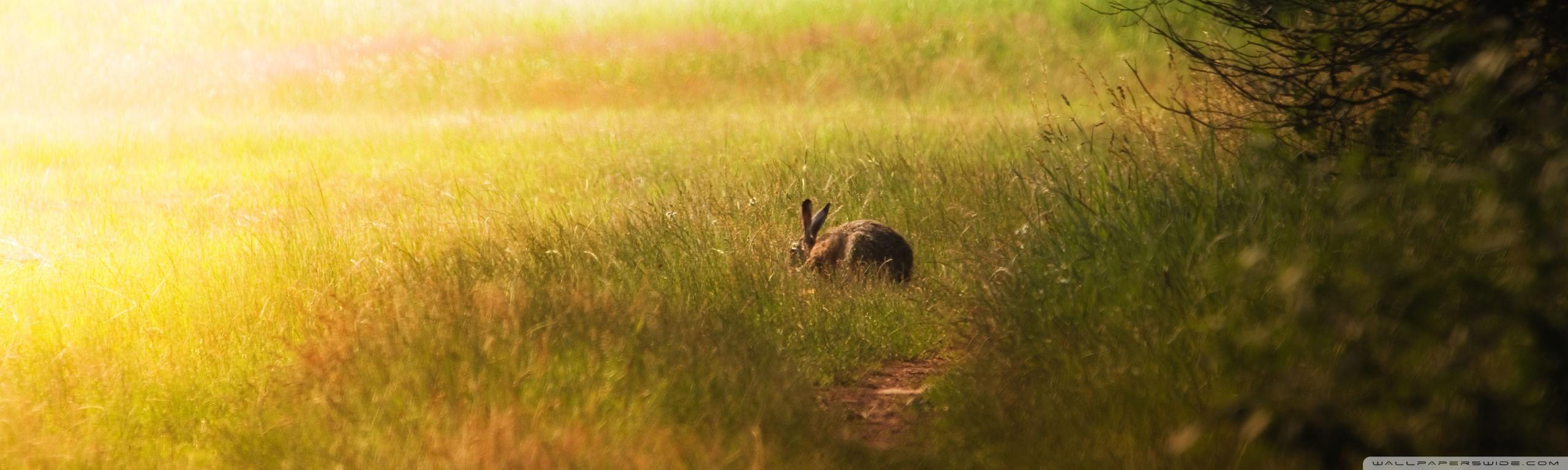 Hare Glade Ultra HD Desktop Backgrounds Wallpapers for 4K UHD