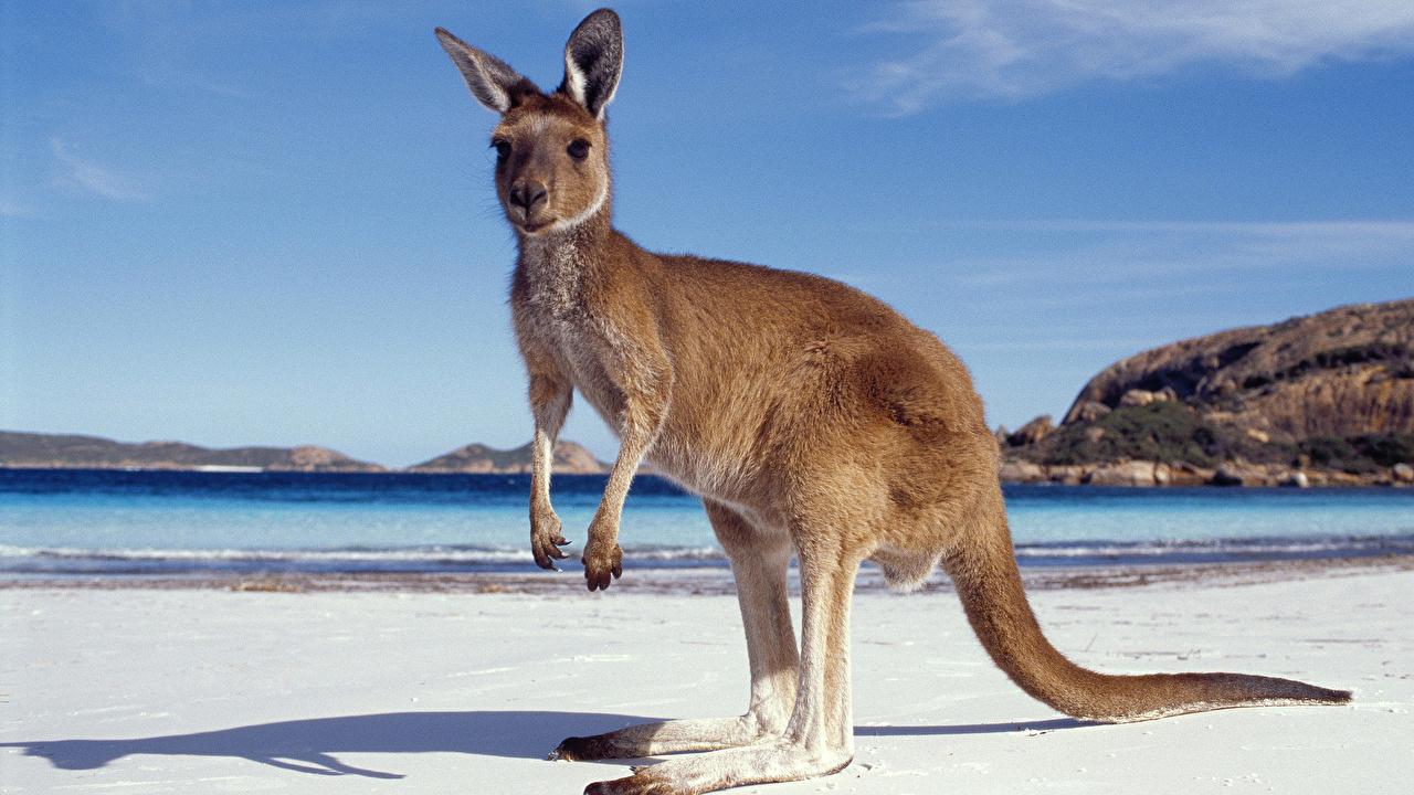 Image Kangaroo Australia Beach Sea Animals