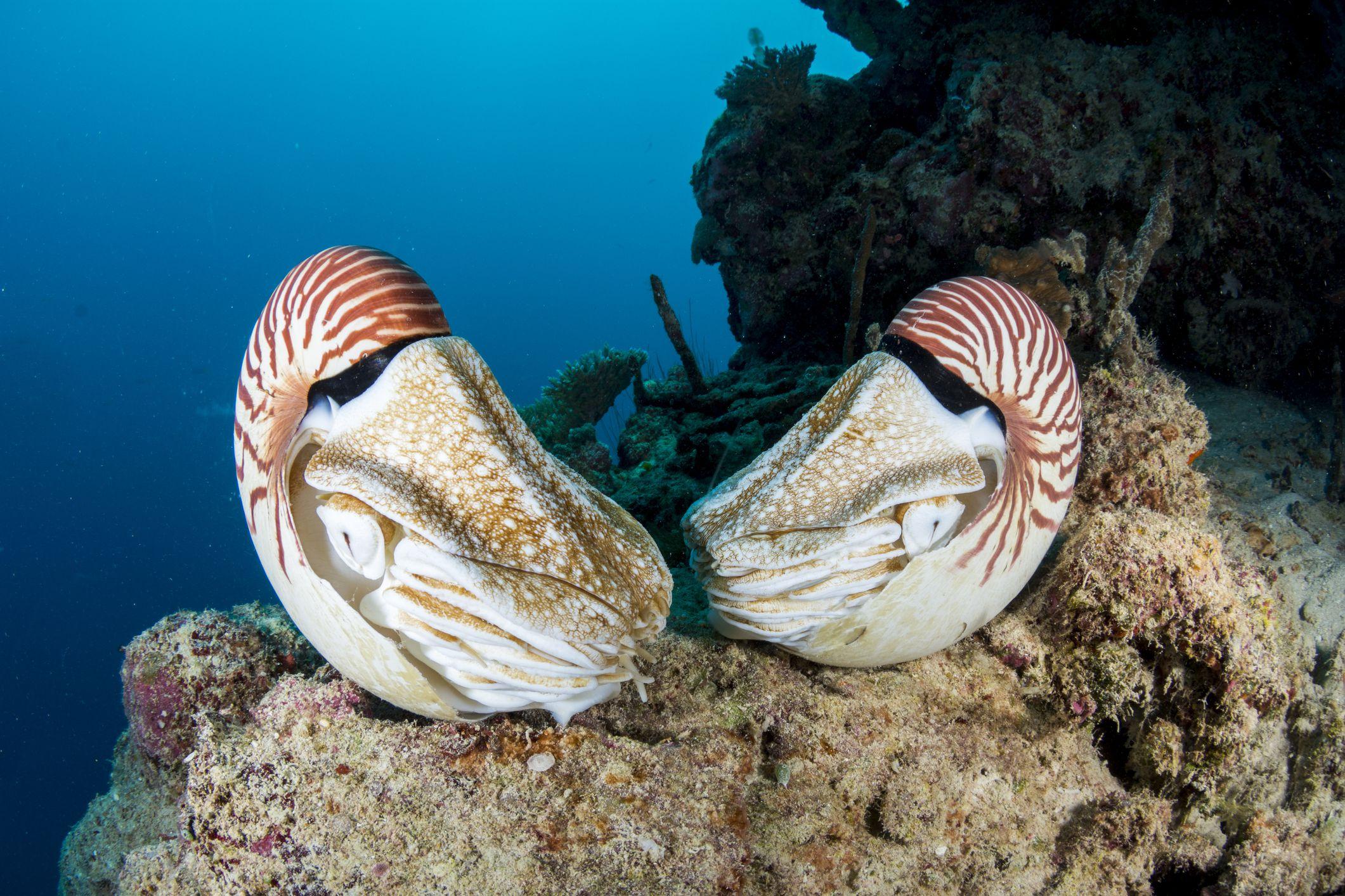 Nautilus Facts: Habitat, Behavior, Diet