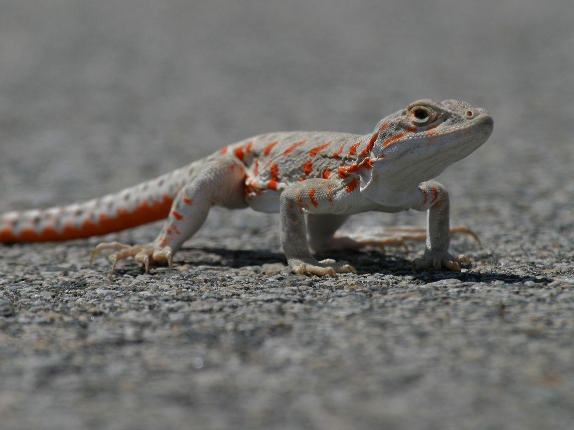 lizard wallpapers