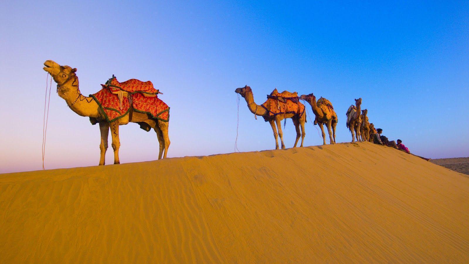 Camel Animals Photos, Image, Pictures, Full Hd Wallpapers Gallery