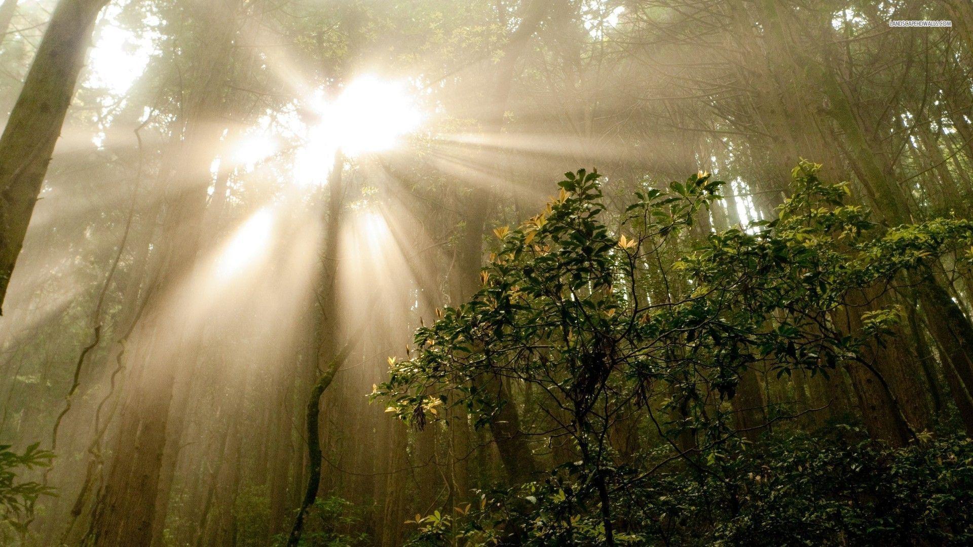 Sun through the Trees in the Jungle wallpapers #