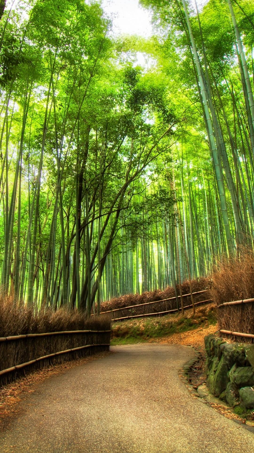 Arashiyama Bamboo Grove