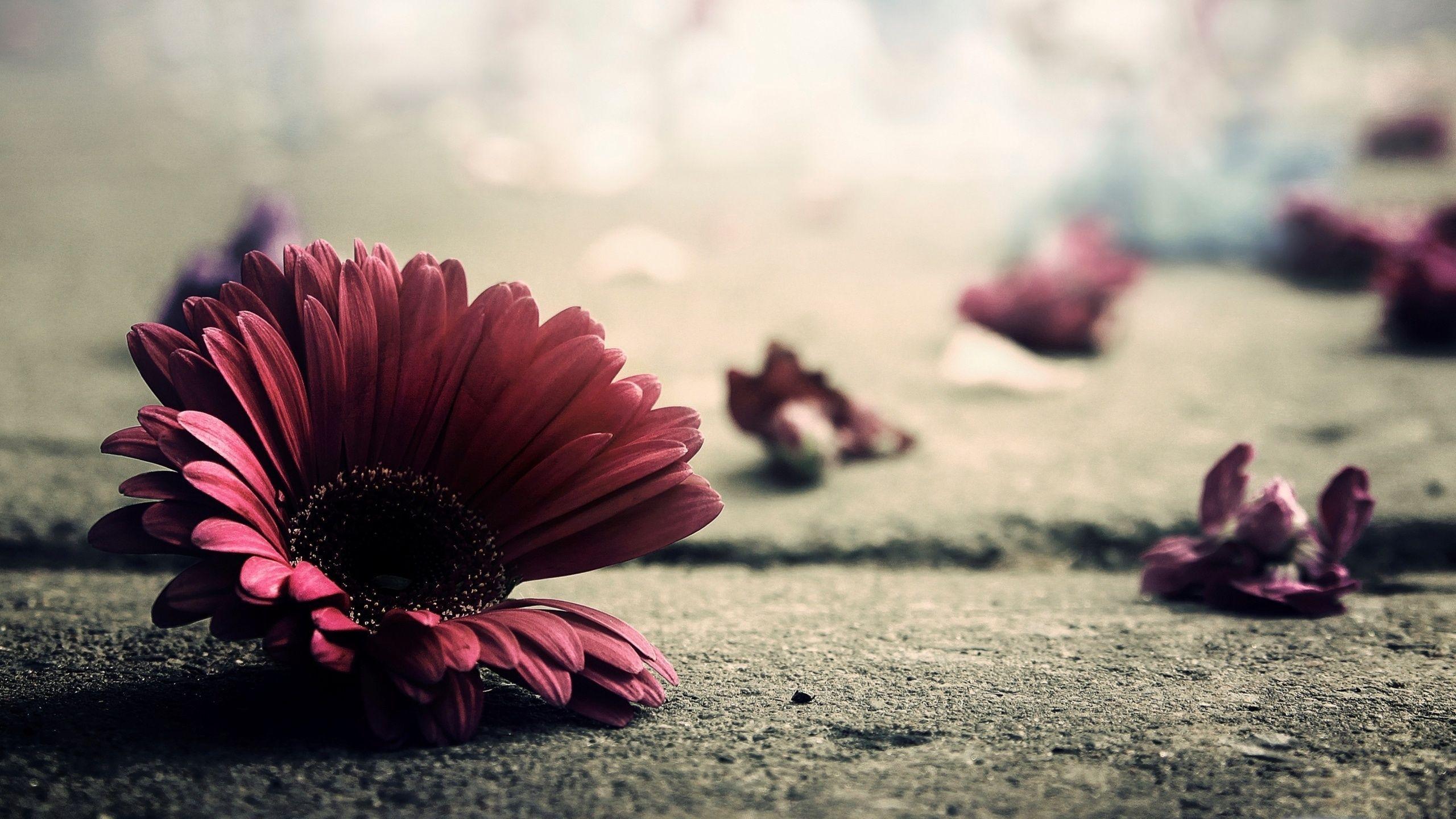 Vintage Wallpapers HD Flower Pictures