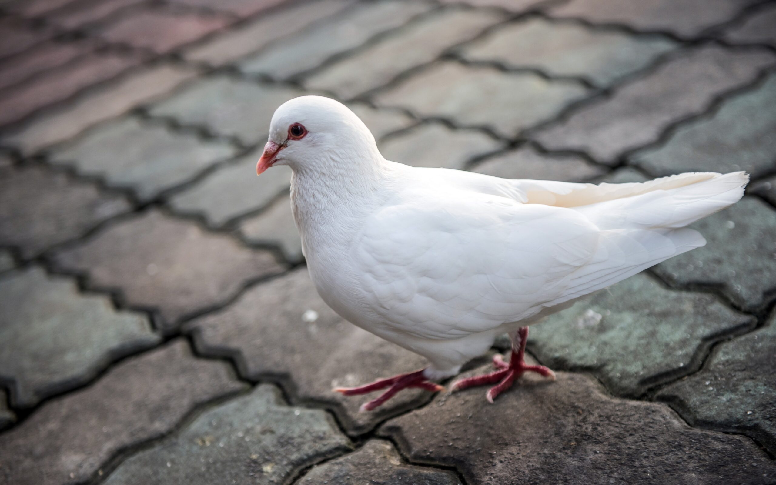 Download wallpapers 4k, white dove, close