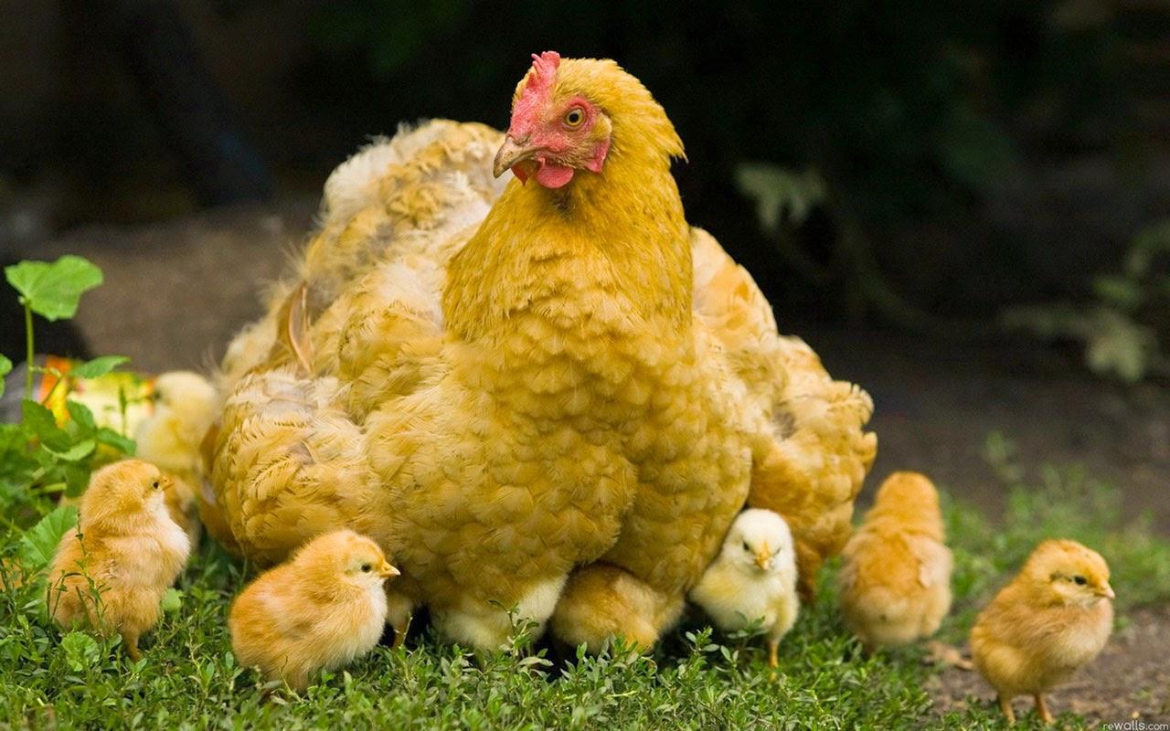 Baby Hen HD Wallpapers