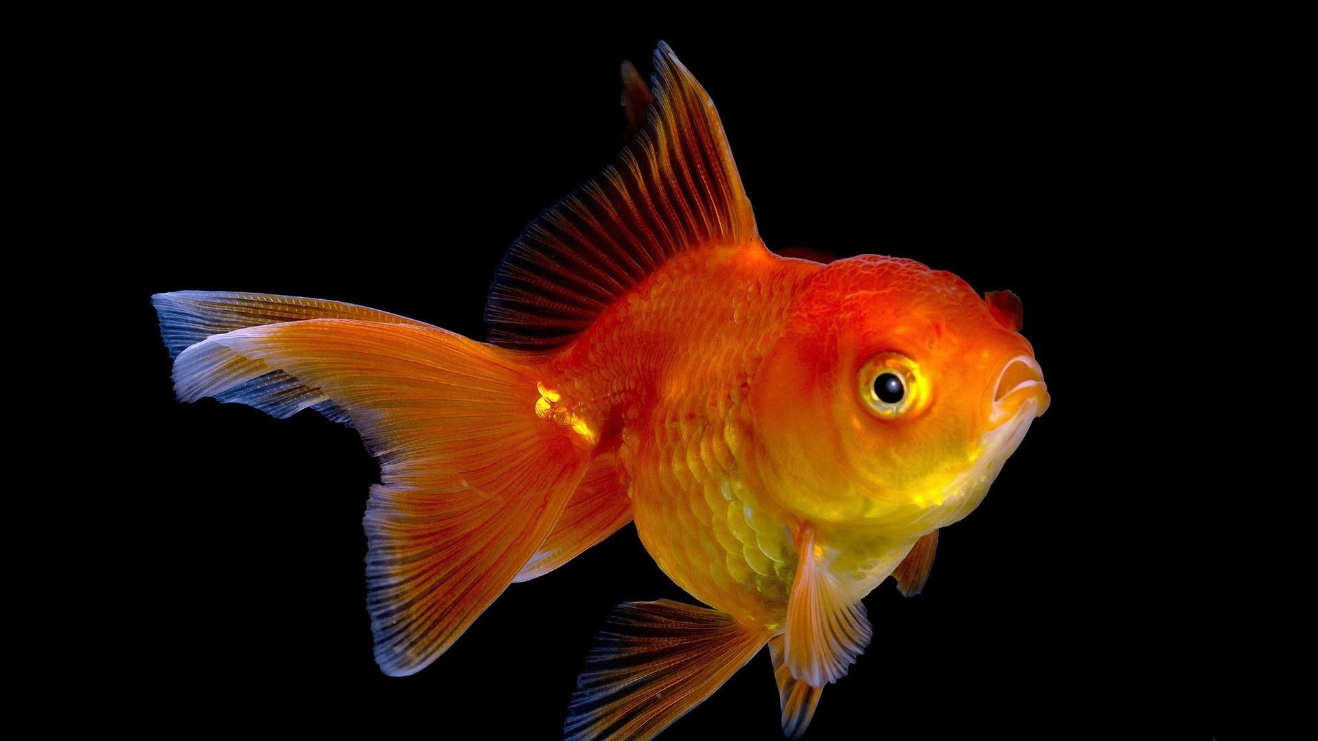 Goldfish wallpapers