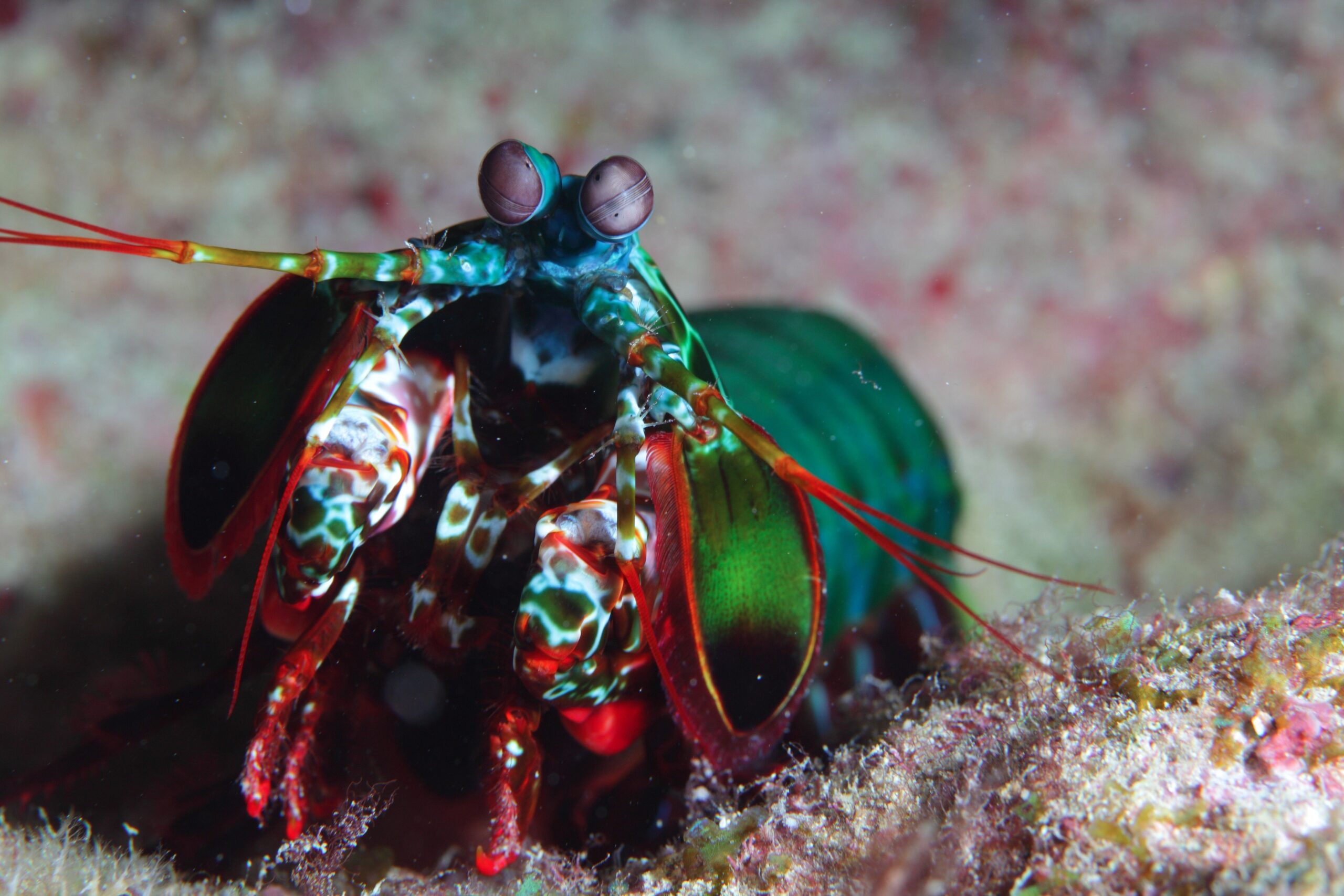 animals, Mantis Shrimp Wallpapers HD / Desktop and Mobile Backgrounds