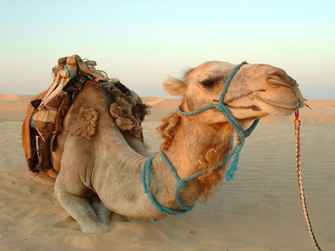 Camel HD Wallpapers