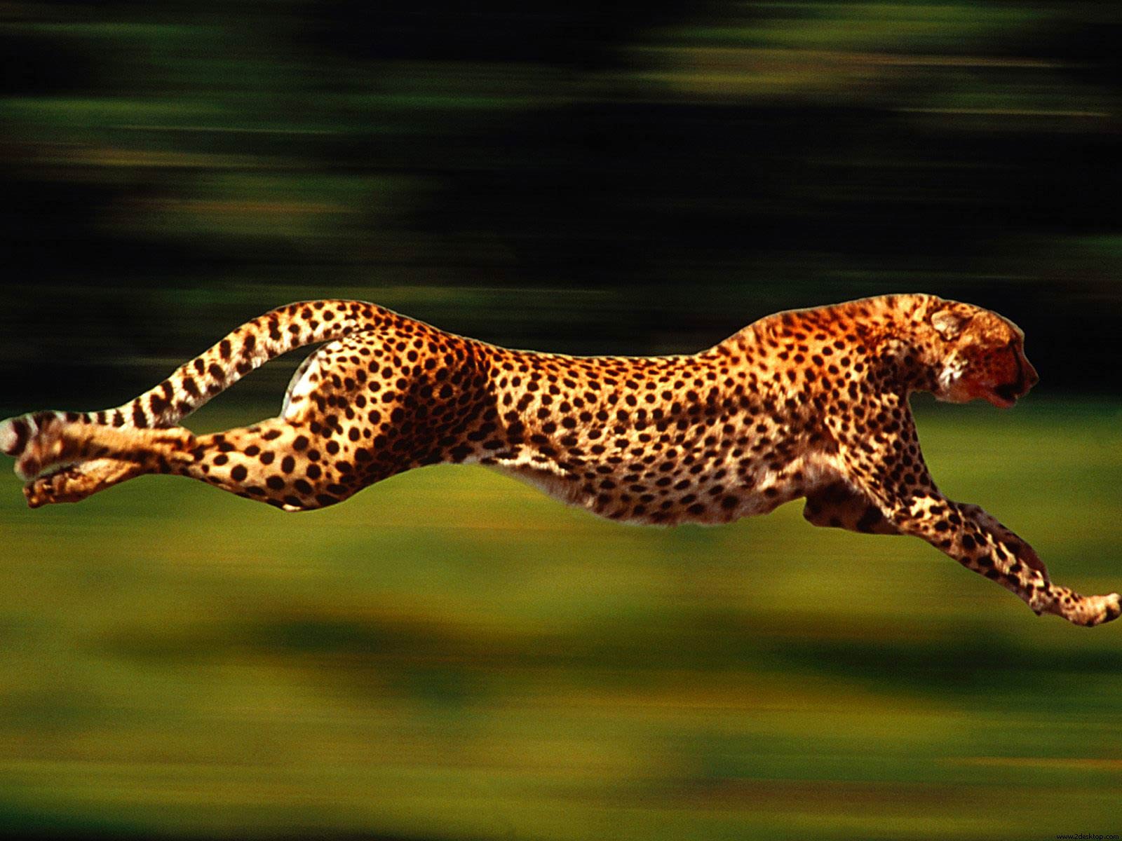 Cheetah