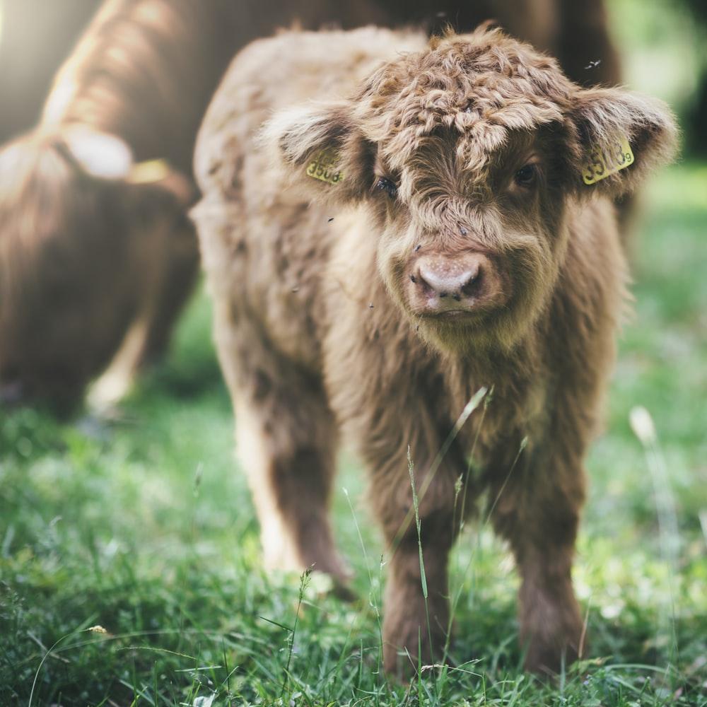 Highland Cattle Pictures