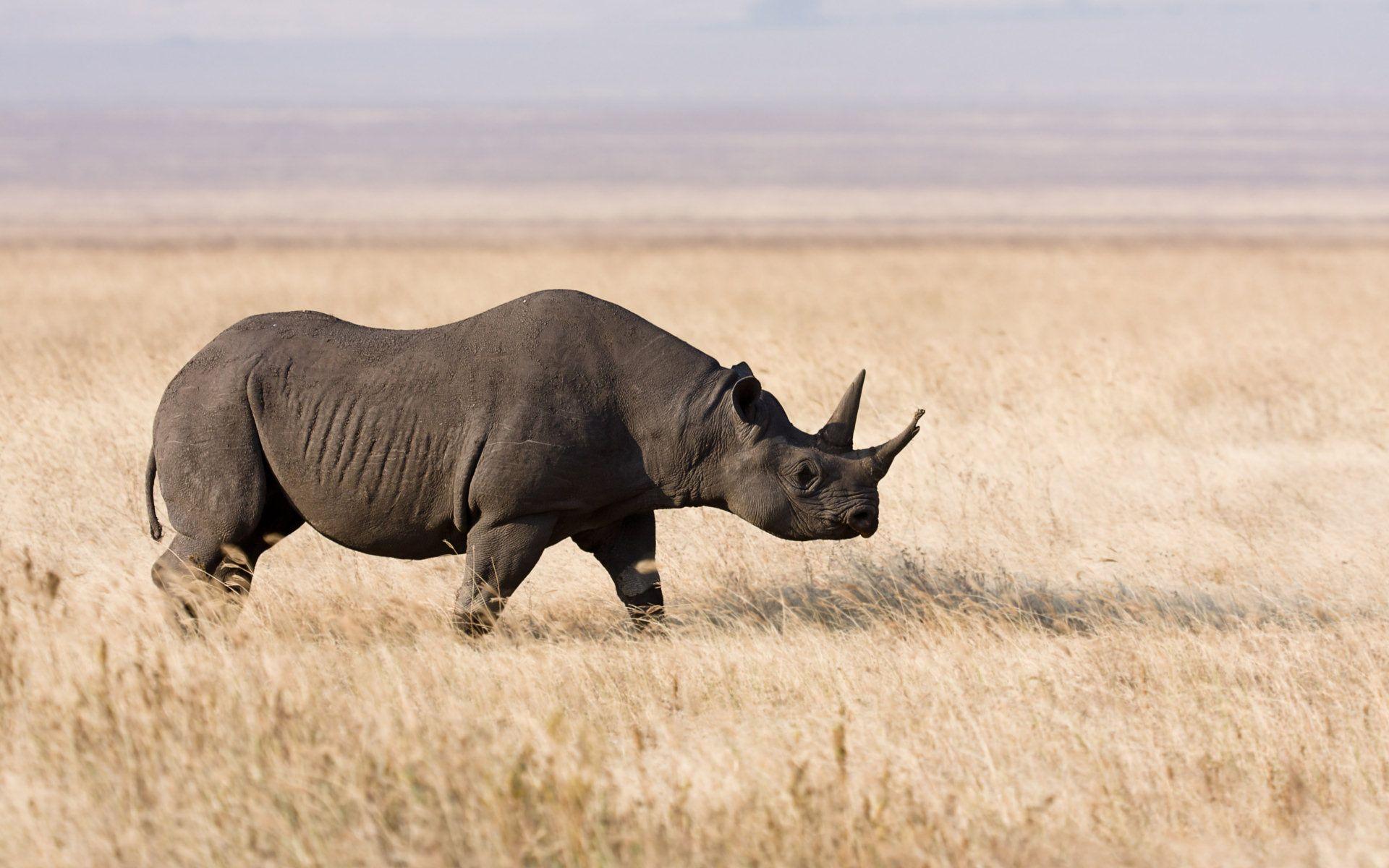 Rhino Wallpapers, Pictures, Image