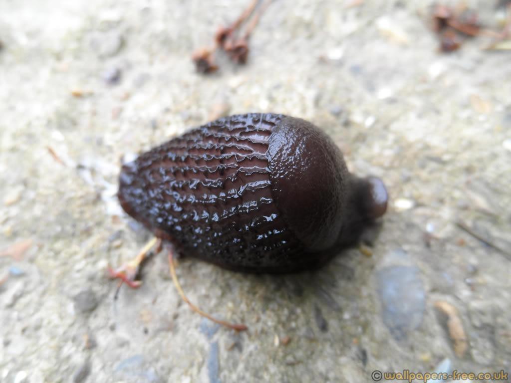 Young Black Slug Contracted Into Lump