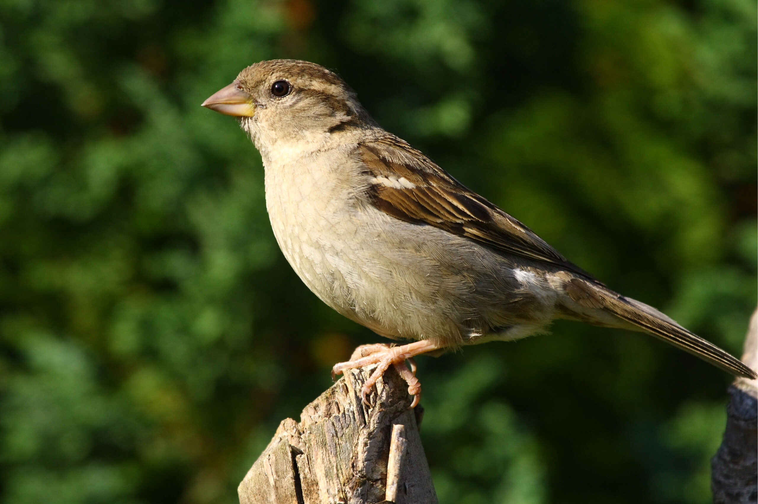 File:Female House Sparrow