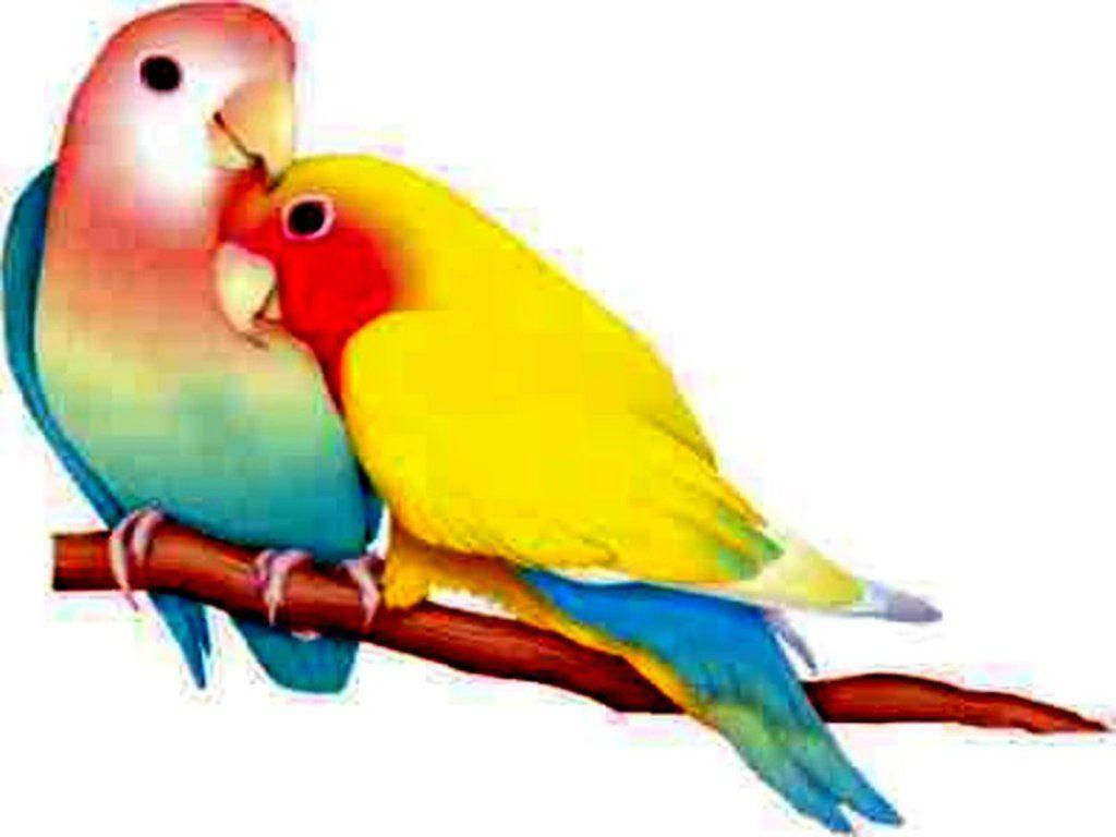 Spectacular love birds hd wallpapers love birds