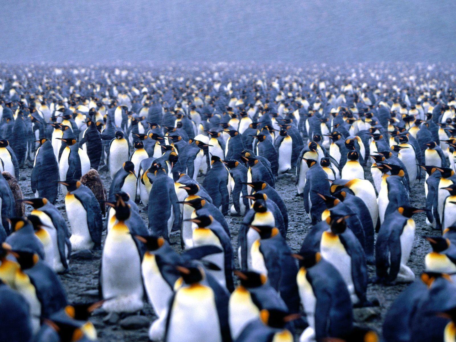 220 Penguin HD Wallpapers