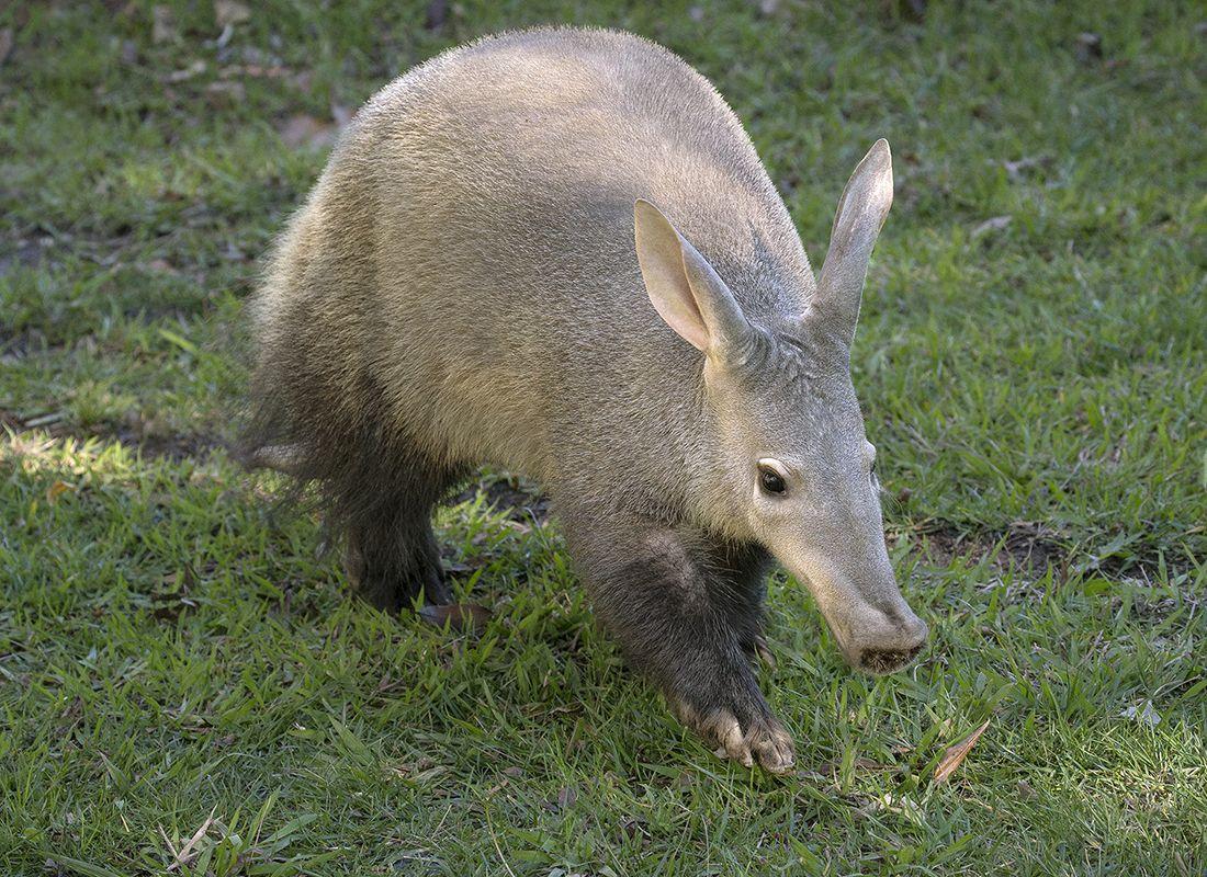 Aardvark Wallpapers High Quality