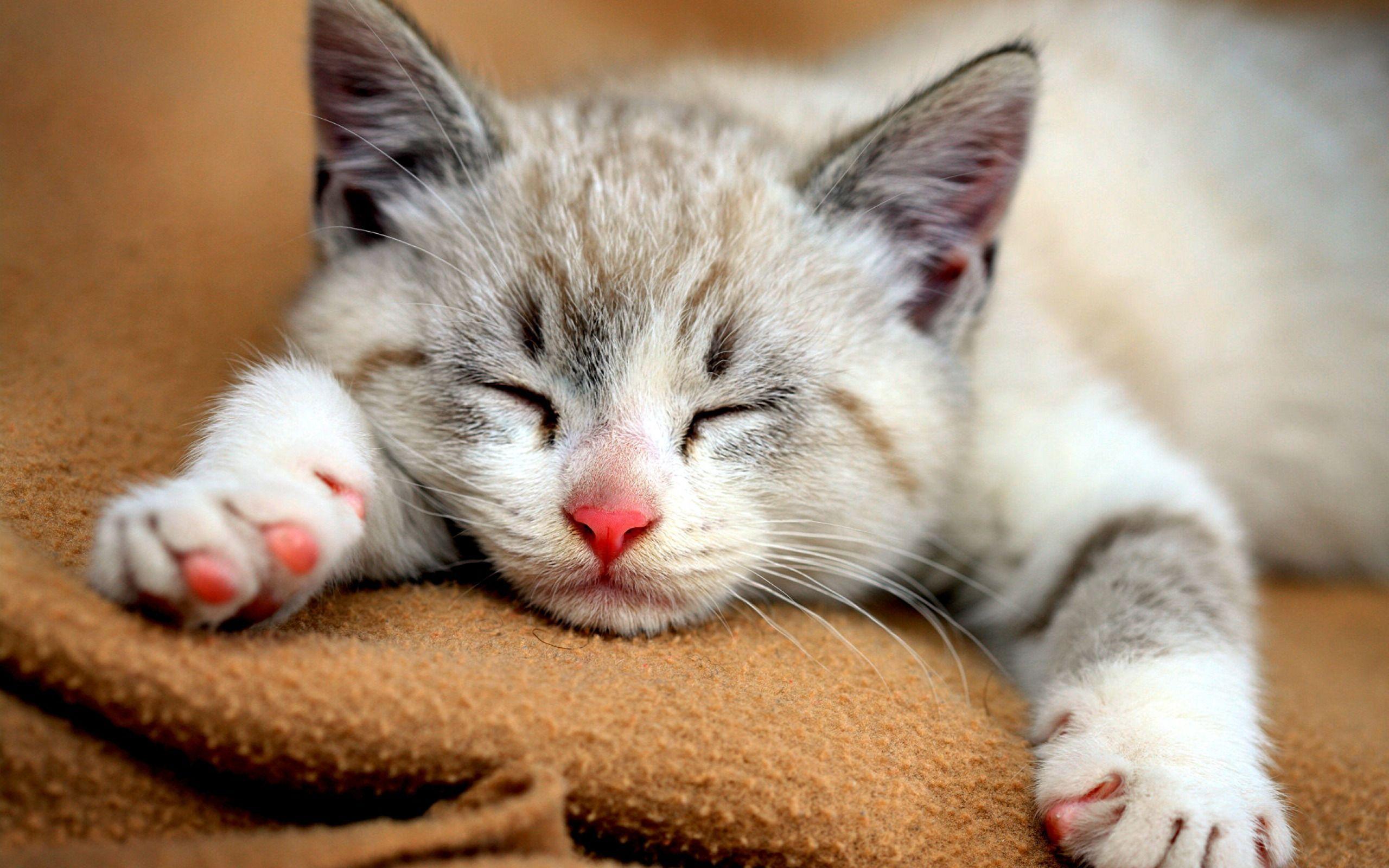 Bengal Kitten Sleeping Wallpapers Wallpapers Themes