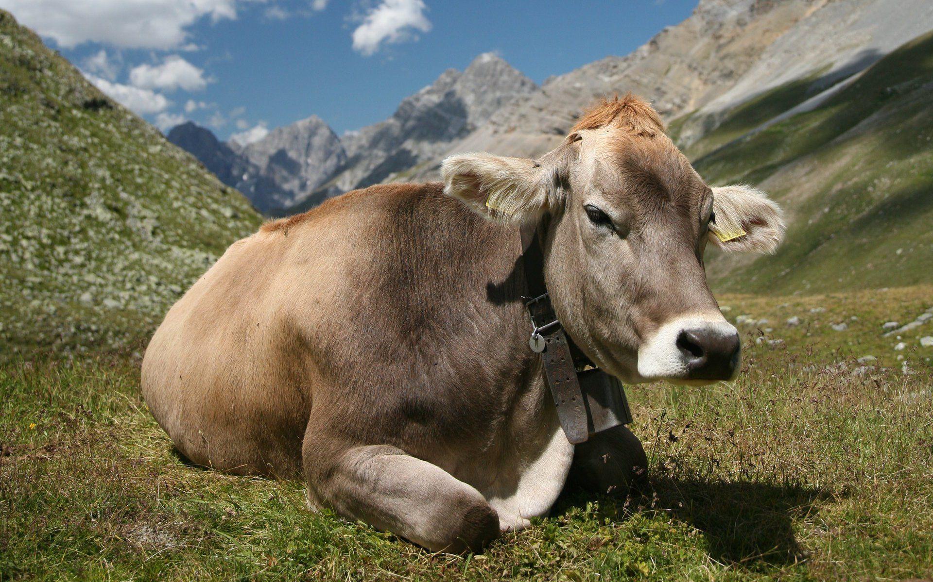 156 Cow HD Wallpapers