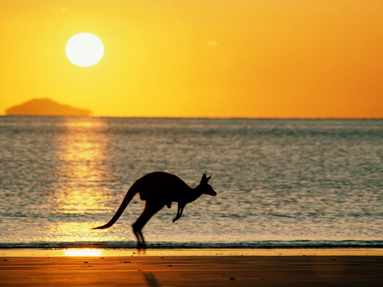 Download Kangaroo Wallpapers