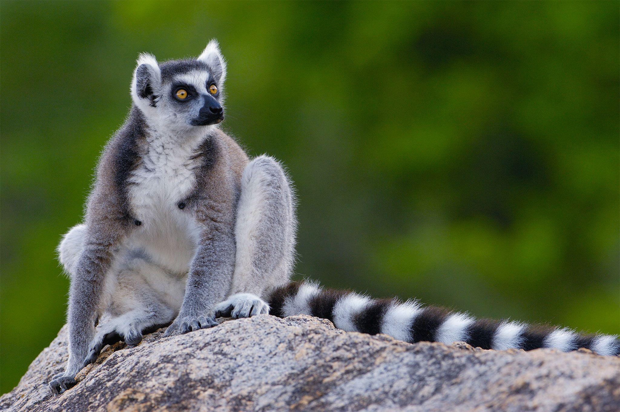 Lemur wallpapers, Animal, HQ Lemur pictures